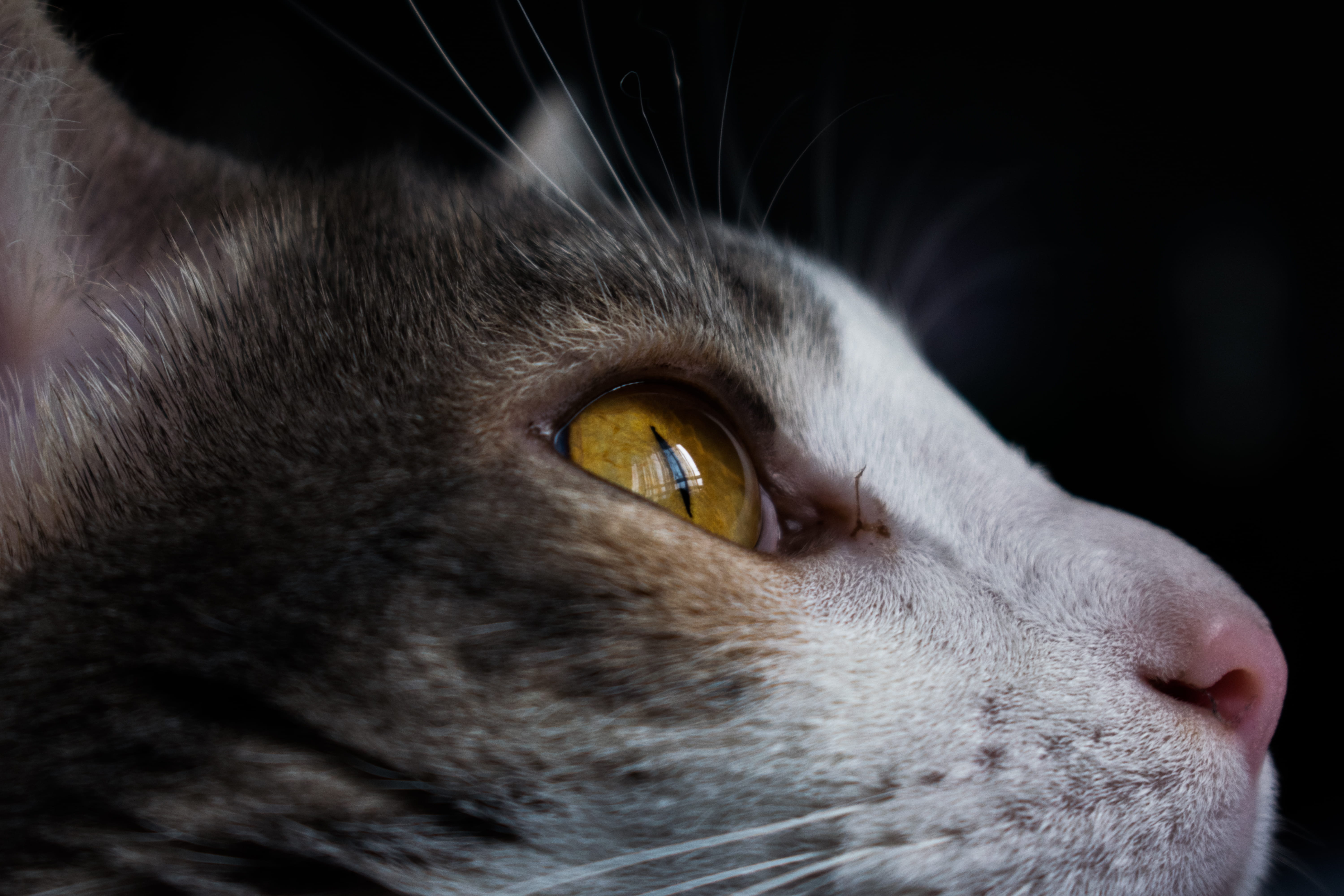 eye, animal body part, colombia, ojos, cat, looking away, animal nose, indoors, animal, animal head, pets, gatos, one animal, animal themes, black background, HD Wallpaper