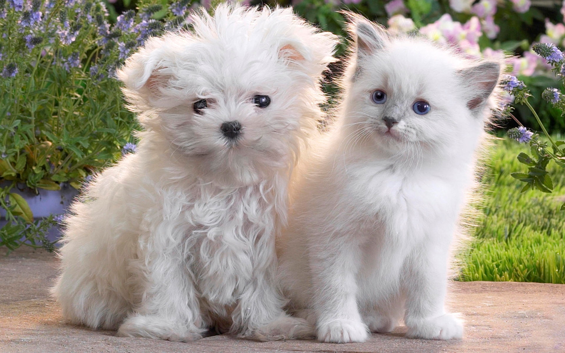cute, Hund, vertebrate, two animals, 1080P, pets, Katze, mammal, domestic, young animal, white color, portrait, Wiese, animal themes, togetherness, no people, HD Wallpaper