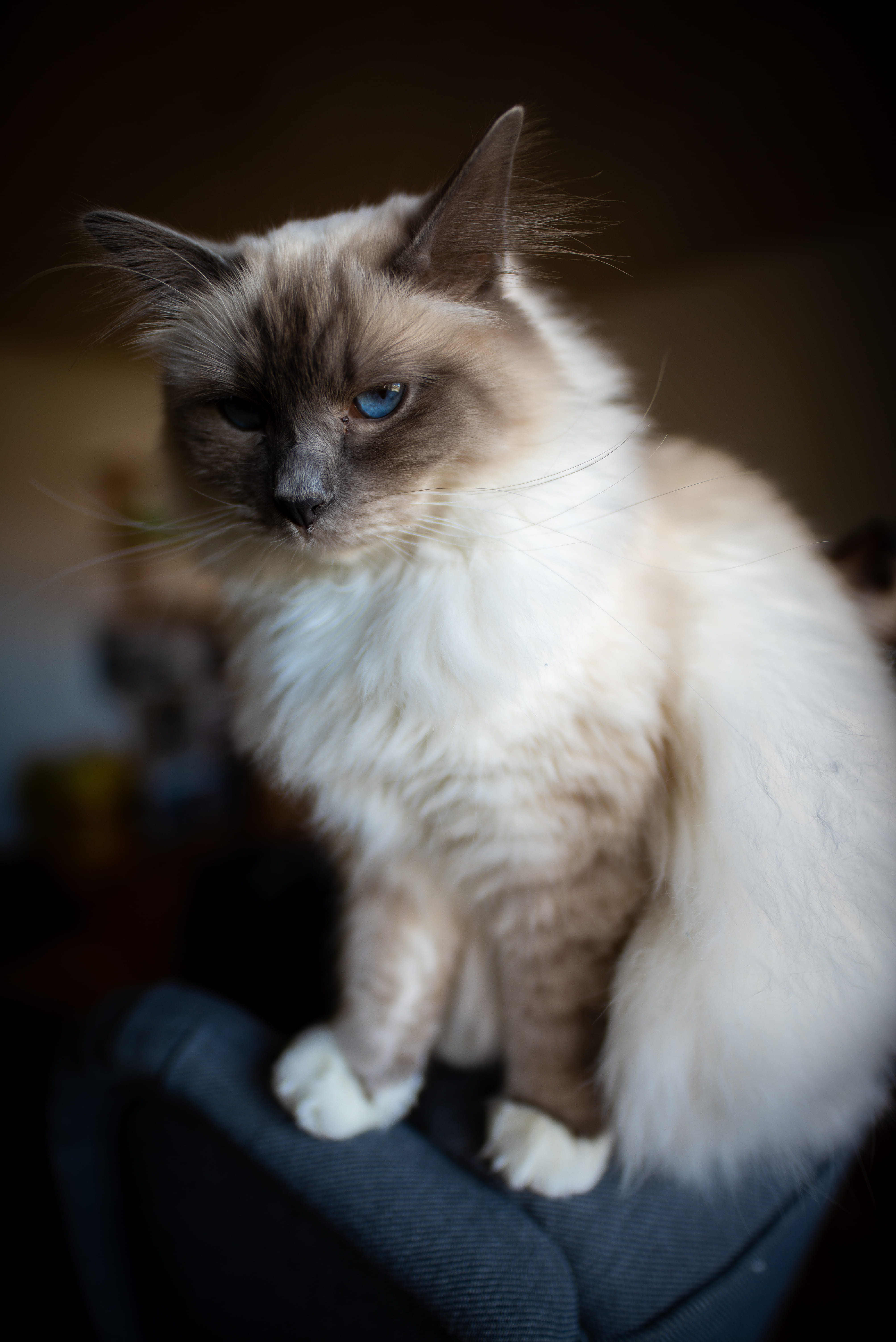 domestic animals, 5K, whisker, costume, close-up, cat, hand, abyssinian, kitten, siamese, animal eye, looking, pets, animal, domestic cat, angora, sitting, Phone HD Wallpaper