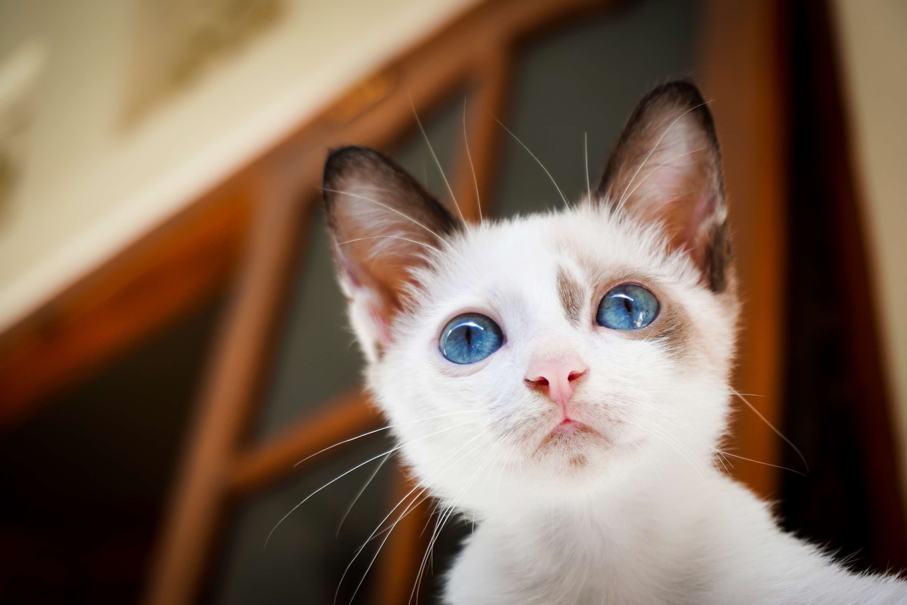 domestic cat, meong, pets, no people, domestic animals, white, adorable, portrait, focus on foreground, home interior, vertebrate, close-up, 4K, mammal, HD Wallpaper