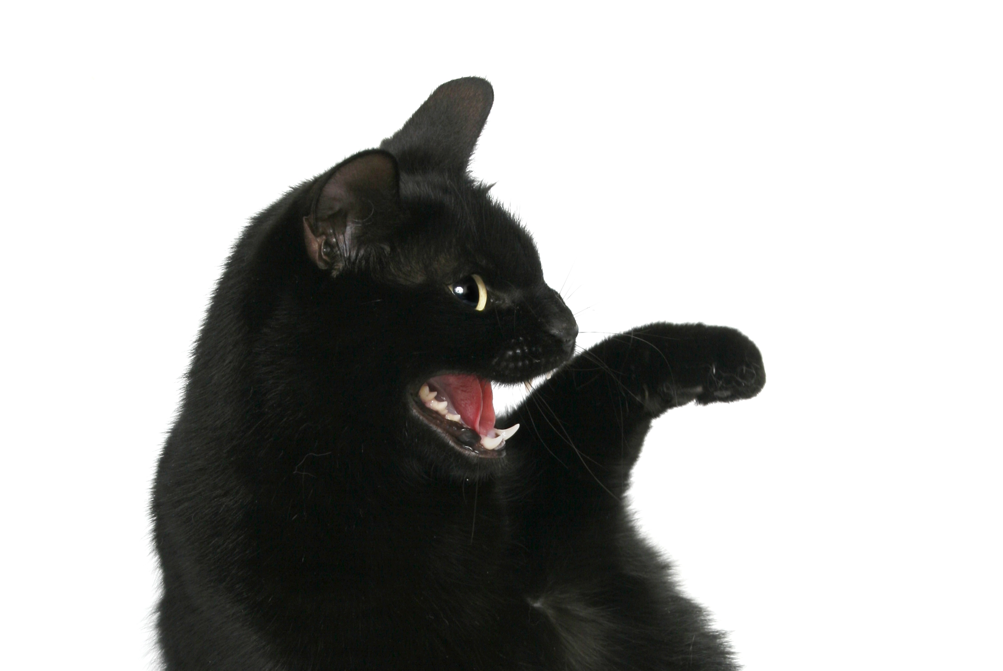 aggression, cat, vertebrate, no people, dog, mouth open, mammal, animal, whisker, purebred dog, white background, 2K, domestic, looking, domestic Cat, HD Wallpaper
