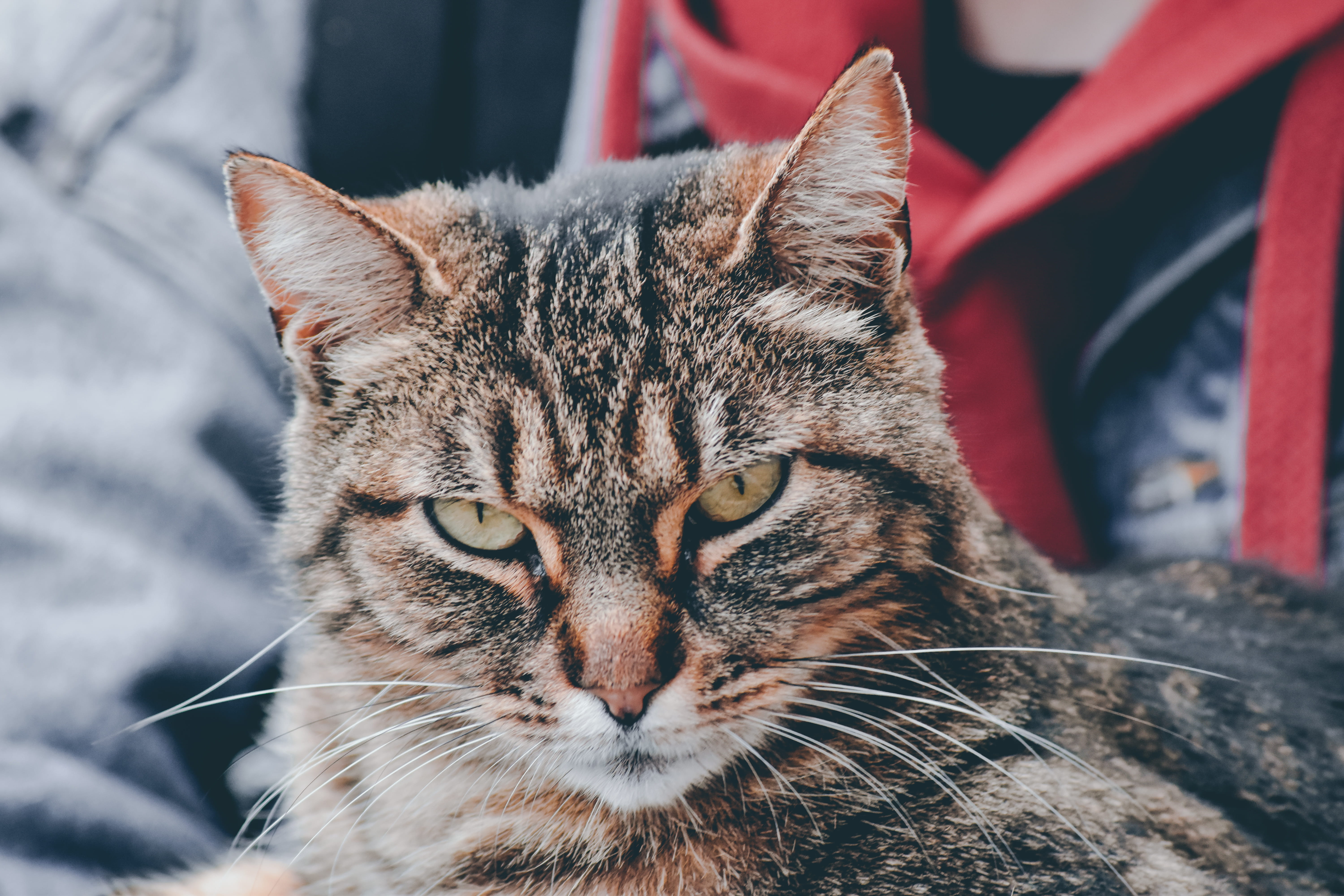 relaxation, animal, manx, animal eye, domestic, wildlife, katz, aquatic, tabby, pets, cat, close-up, feline, water, vertebrate, portrait, siamese, kitten, HD Wallpaper