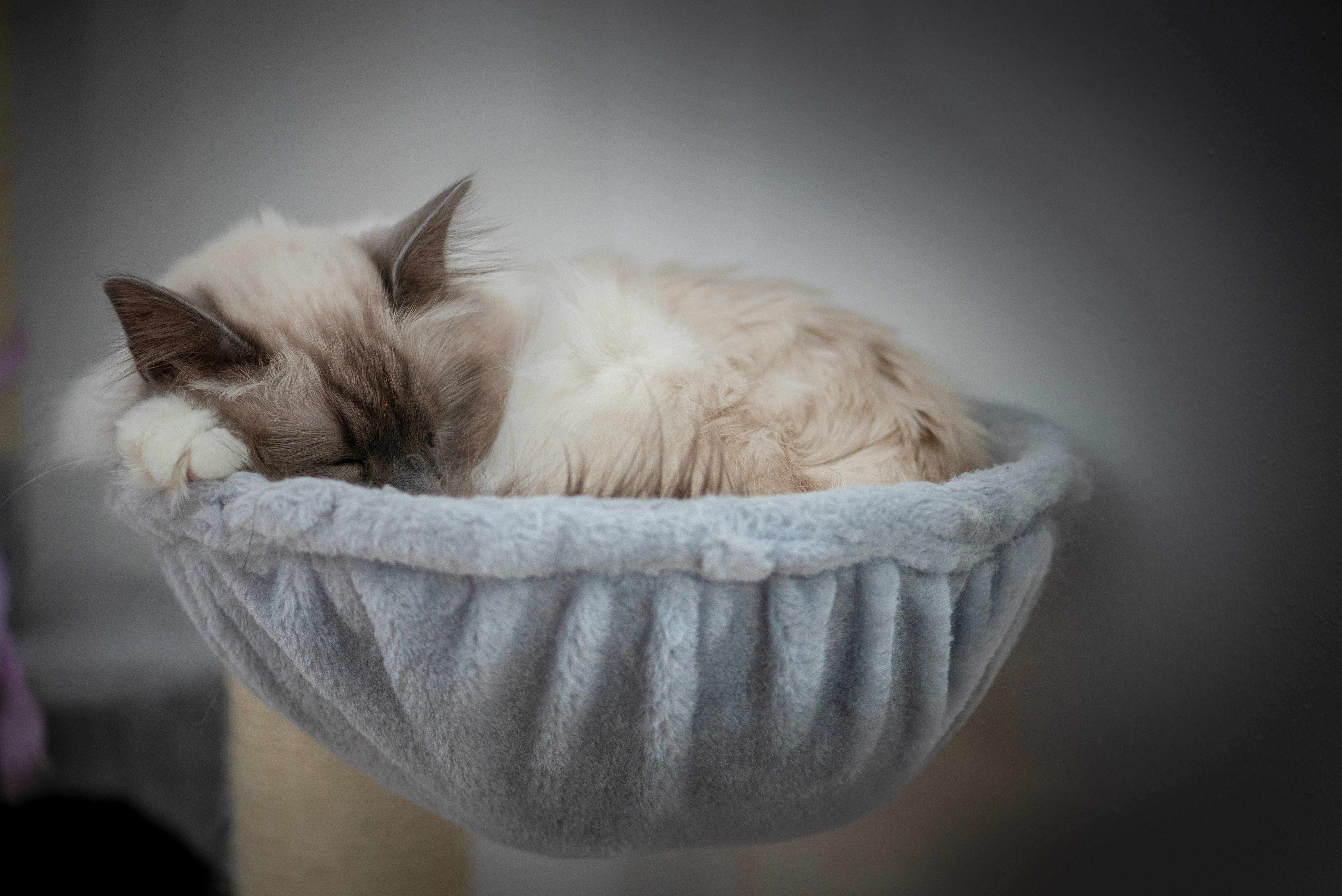 körbchen, mammal, rasse, asleep, cat, animal themes, domestic cat, one animal, wood, vertebrate, close-up, domestic animals, kitten, siamese, heilige birma, HD Wallpaper