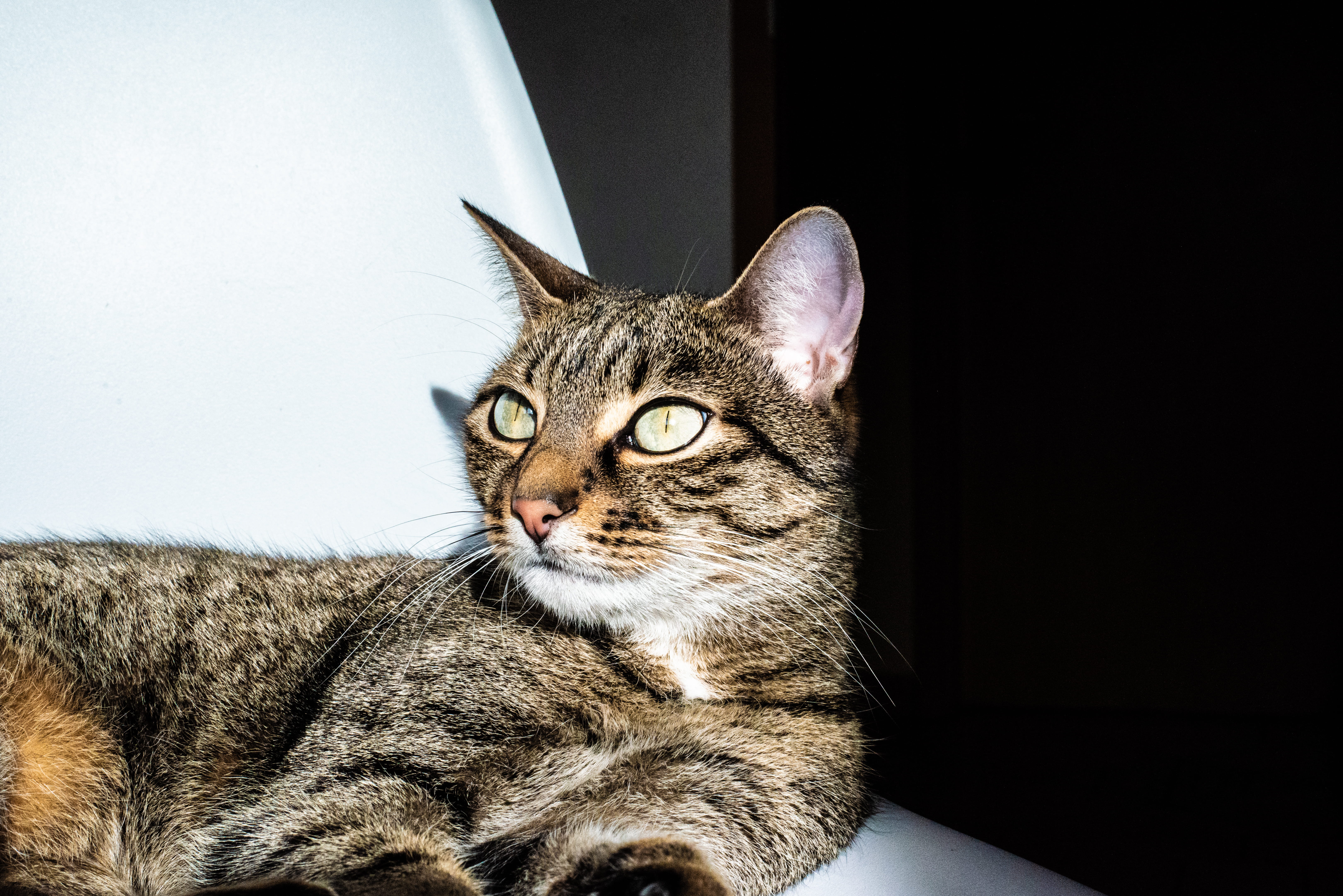 no people, pets, close-up, Pet, Home, looking away, one animal, Chair, tabby, vertebrate, domestic animals, indoors, Katze, animal themes, Animl, cateyes, HD Wallpaper