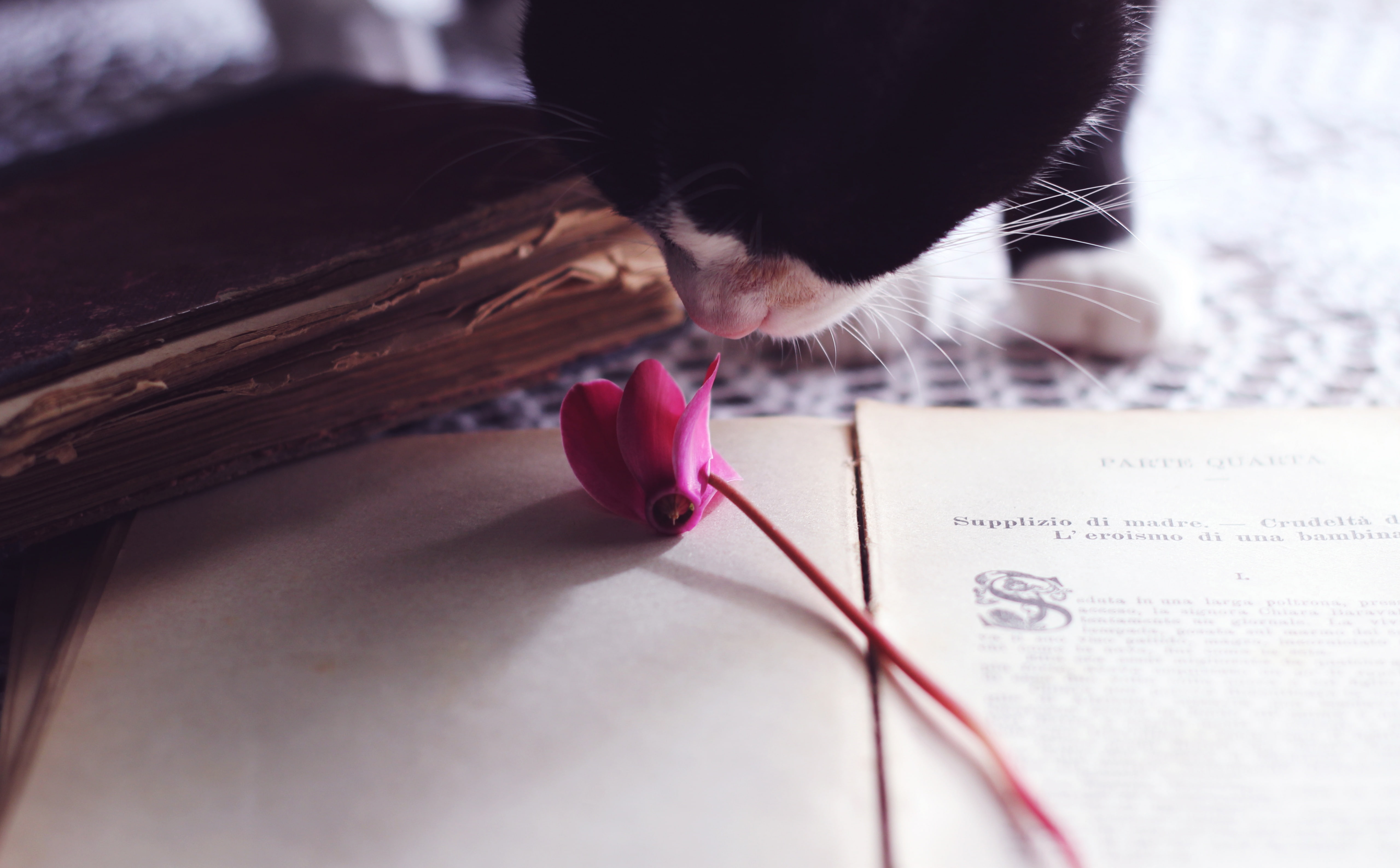indoors, 600d, day, smelling, 5K, gatto, paper, books, Vintage, animal, animal body part, close-up, table, pets, animal head, pink color, canon, cat, domestic animals, HD Wallpaper