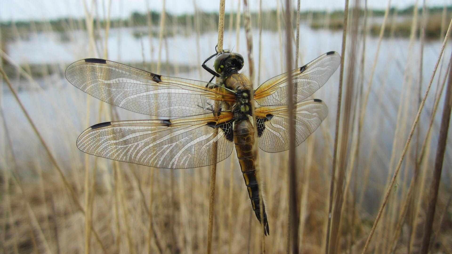 teich, insect, gewässer, day, pixabay, insekt, see, dragonfly, 1080P, outdoors, outside, animal themes, tier, kontur, augen, blade of grass, detail, plant, HD Wallpaper