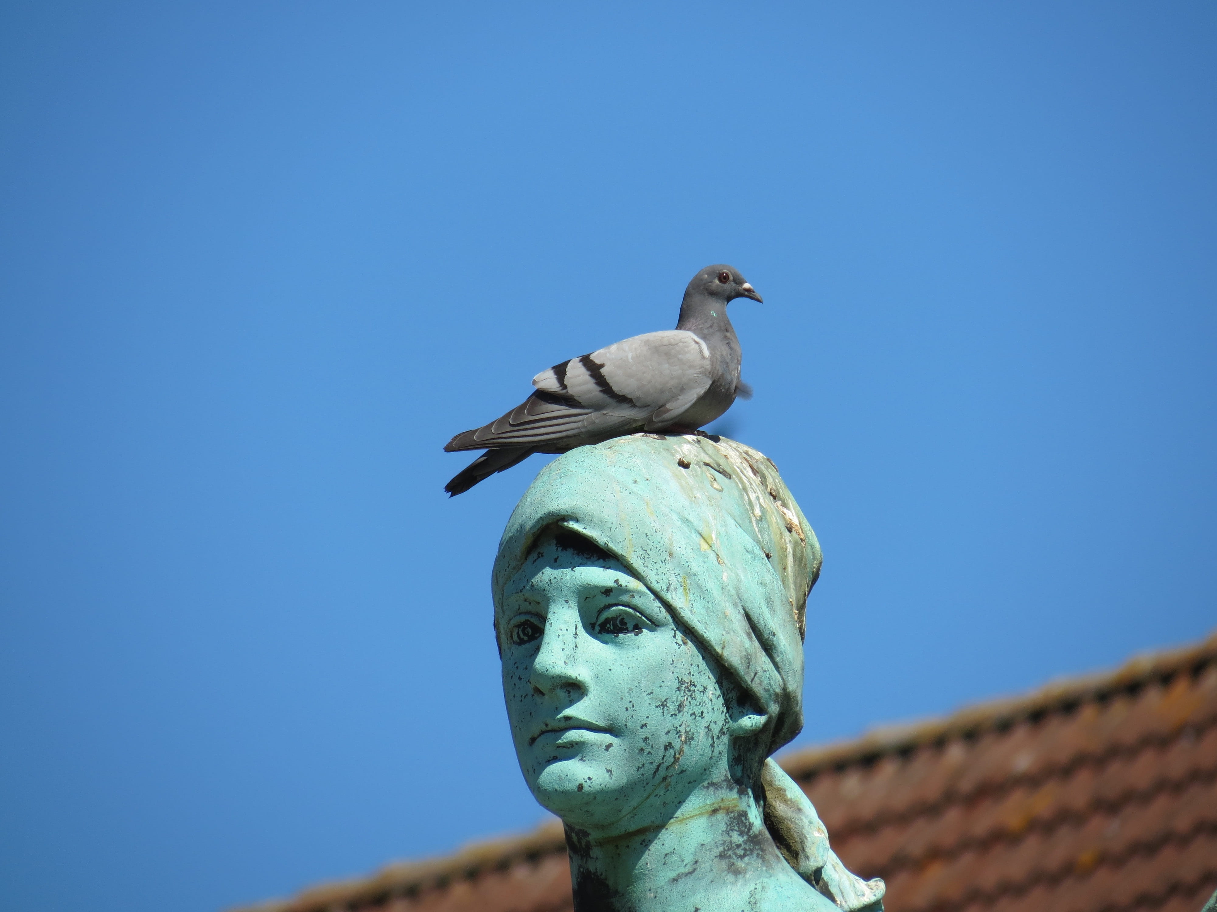 no people, 4K, nature, day, husum, seagull, animals in the wild, head, animal themes, dove, representation, focus on foreground, low angle view, blue, HD Wallpaper