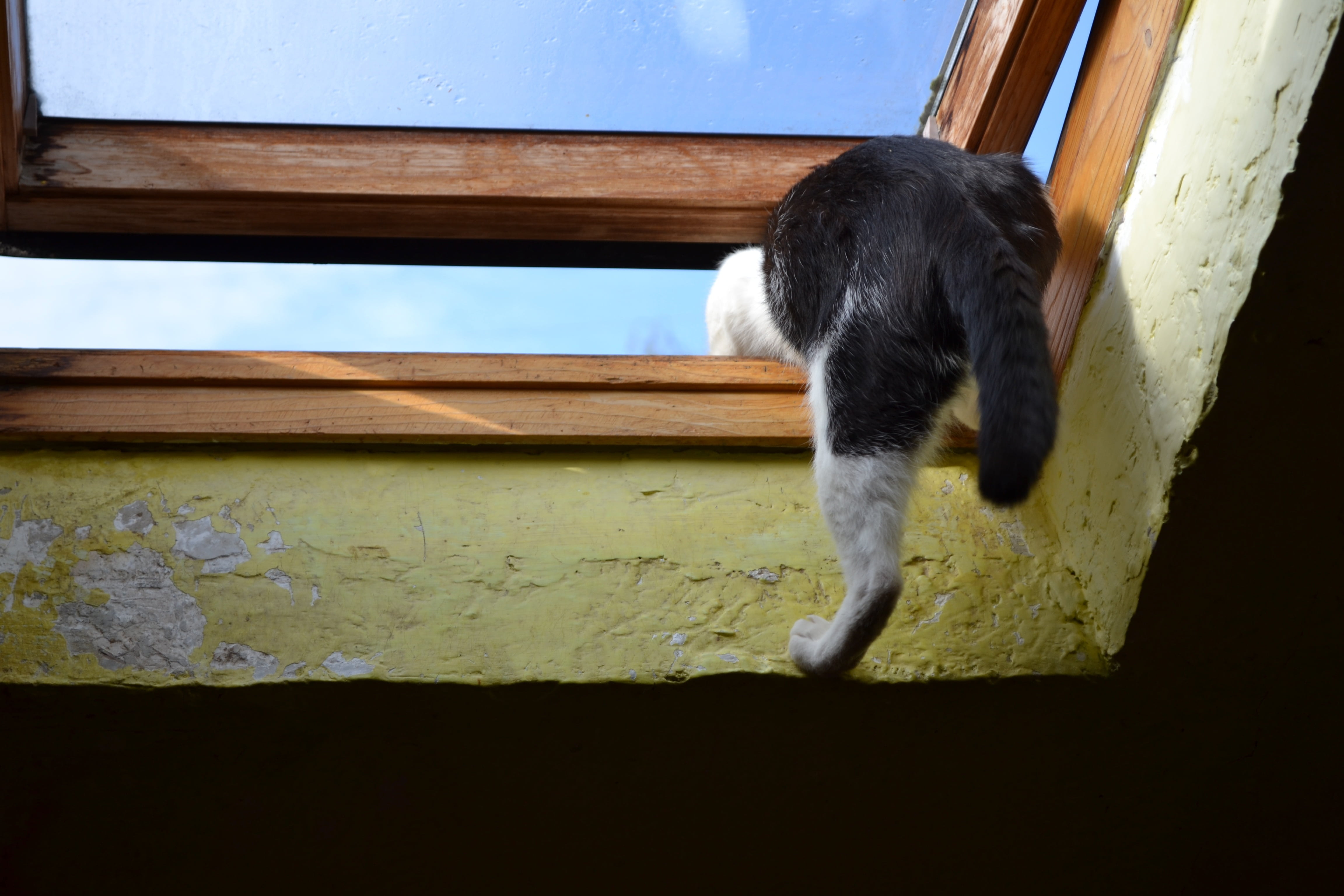 day, jumping, mammal, window, mid-air, whisker, climbs through the window, domestic animals, escape, 4K, wood - material, degree, pet, domestic cat, feline, HD Wallpaper