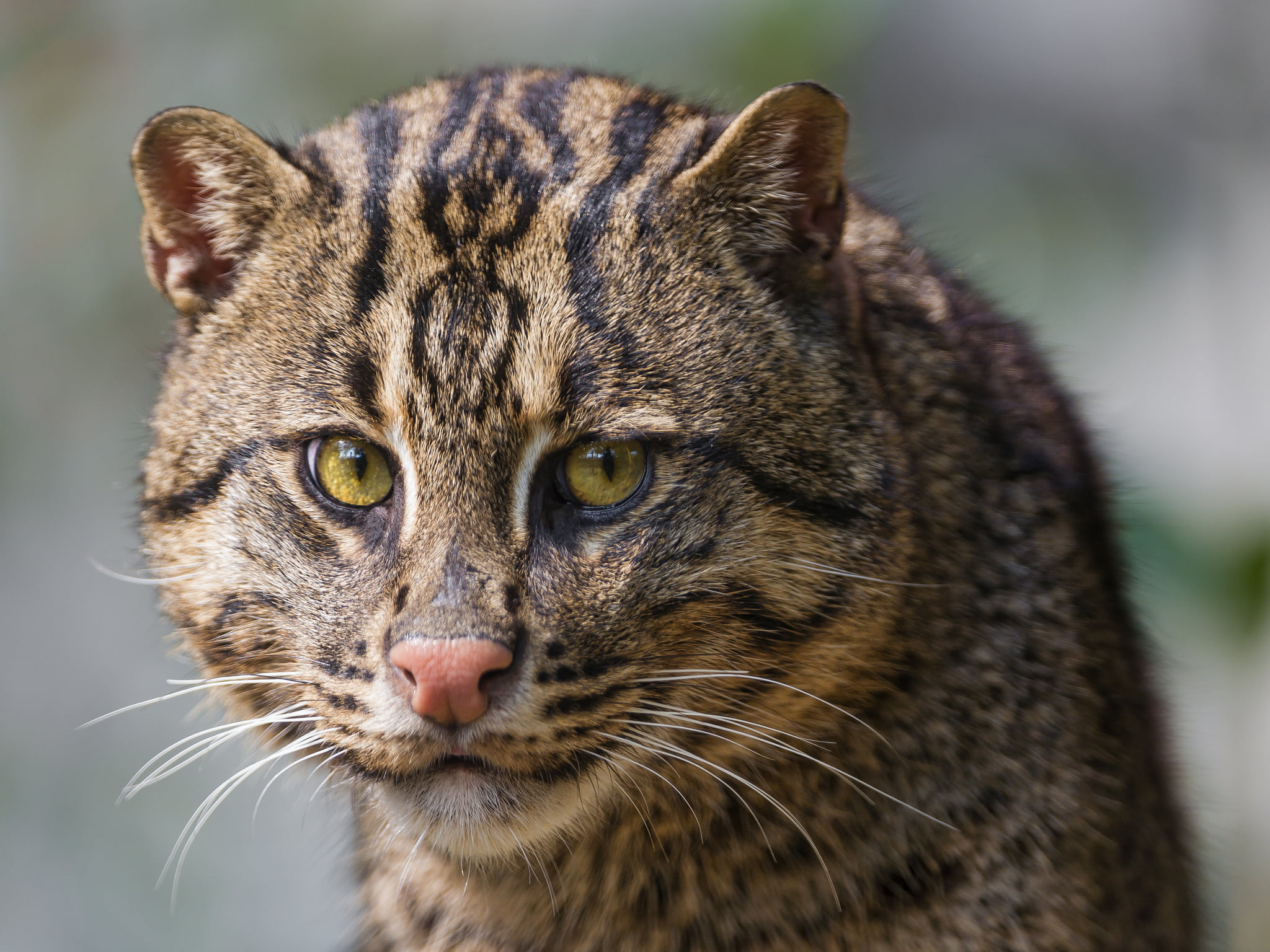 domestic animals, striped, domestic, animal themes, cute, animal body part, 1080P, focus on foreground, close-up, domestic Cat, animals In The Wild, vertebrate, HD Wallpaper