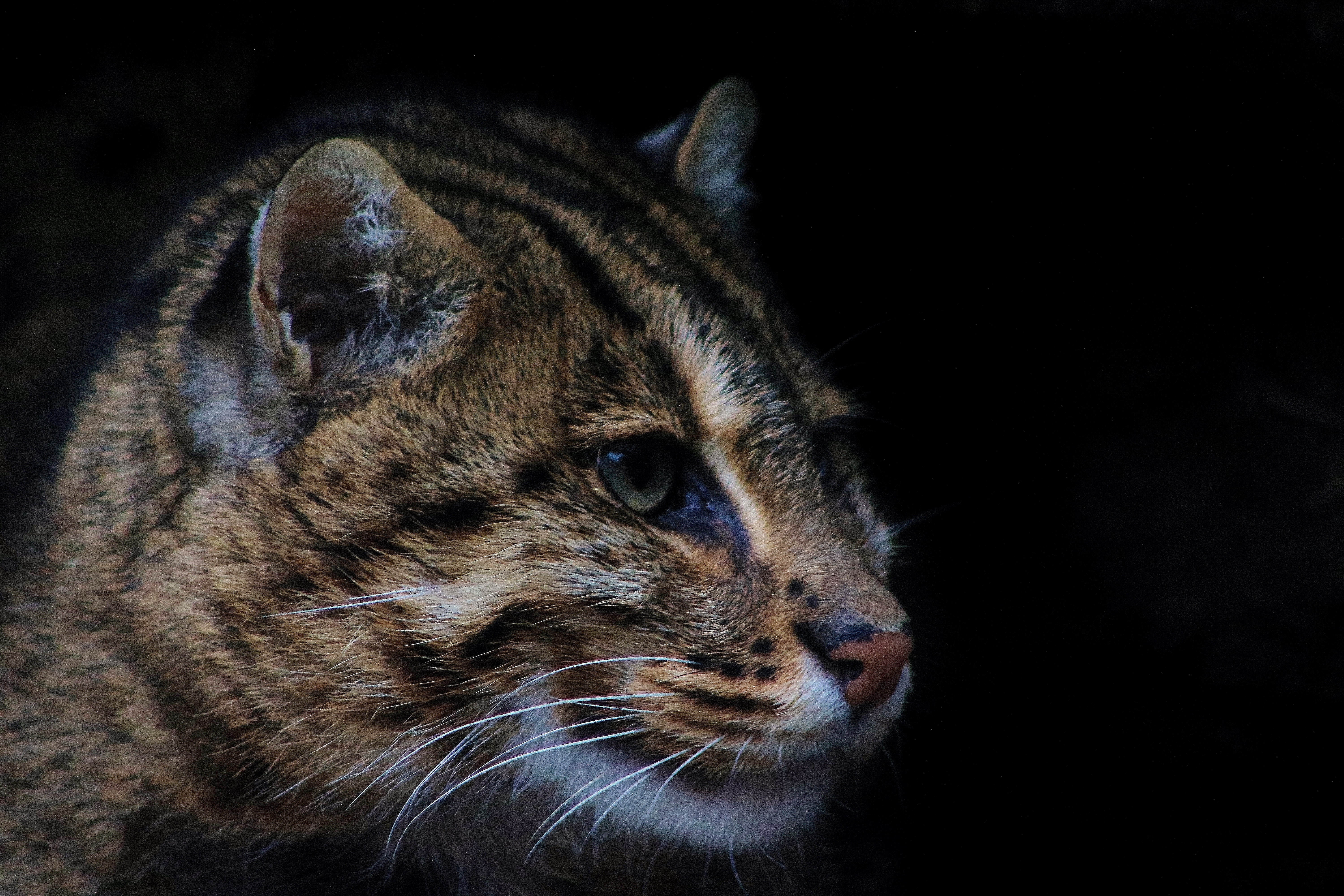 wild cat, kot Rybolov, fishing cat, 5K, predator, HD Wallpaper