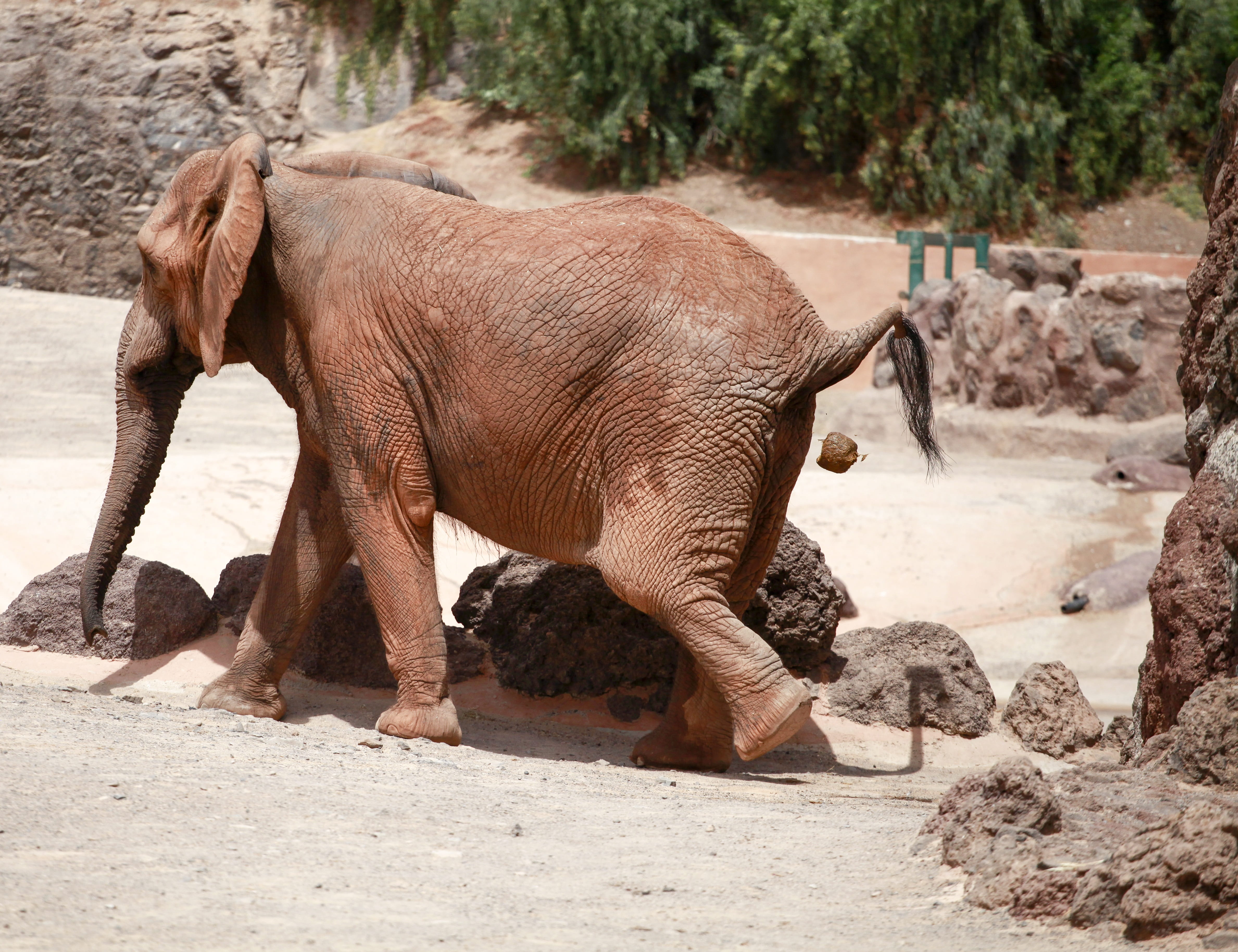 animals in the wild, zoo, land, animal trunk, side view, 4K, herbivorous, animal wildlife, elephant, mammal, nature, one animal, do business, kot, zoology, HD Wallpaper