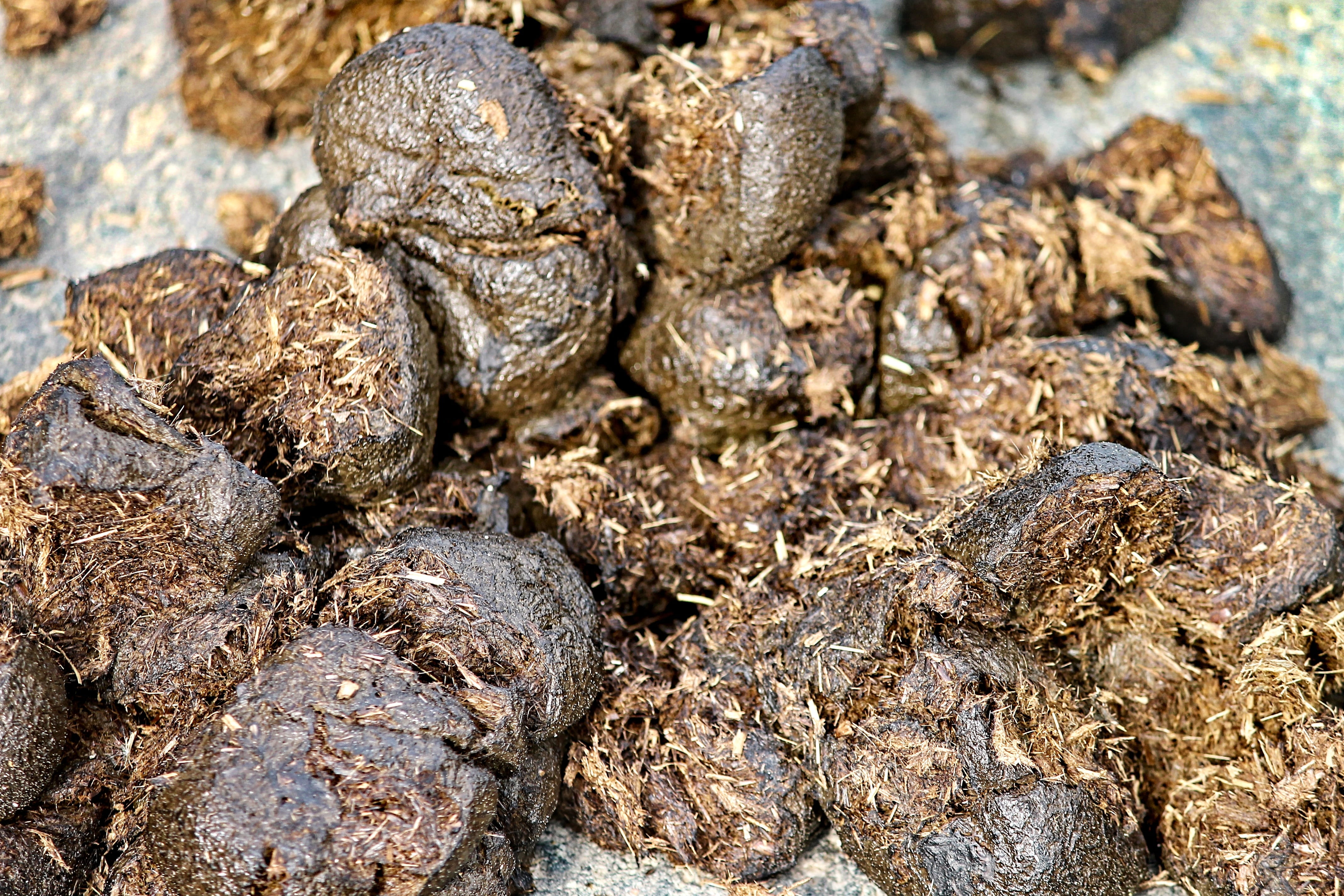 horse apples, horse manure, market, agriculture, 4K, food, group of animals, high angle view, animal themes, no people, wellbeing, animal wildlife, full frame, HD Wallpaper