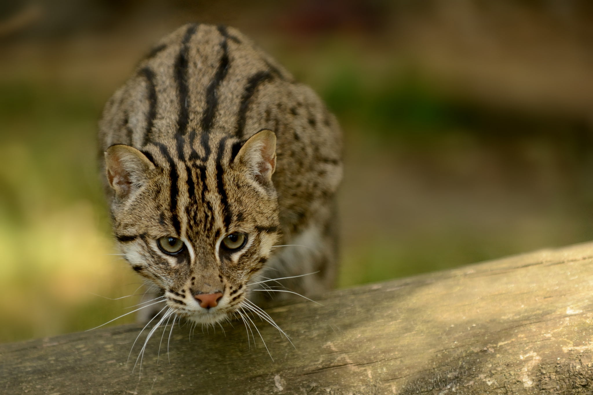 portrait, close-up, no people, wood - material, tiger, looking at camera, mammal, animal themes, animal, fishing cat, cat, animal wildlife, carnivora, one animal, HD Wallpaper