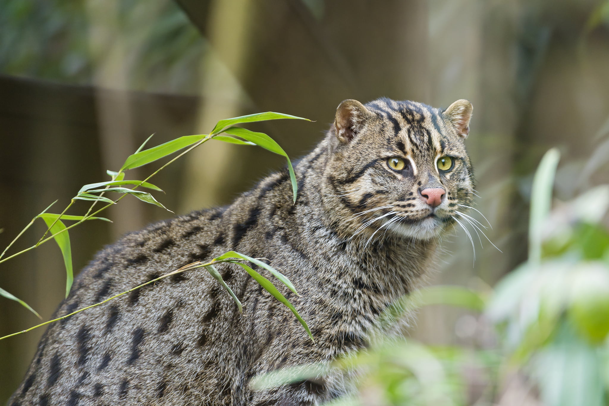 brown, wild, ©Tambako The Jaguar, focus on foreground, day, vertebrate, pets, kot Rybolov, whisker, 1080P, animal, looking, feline, domestic animals, animal wildlife, HD Wallpaper