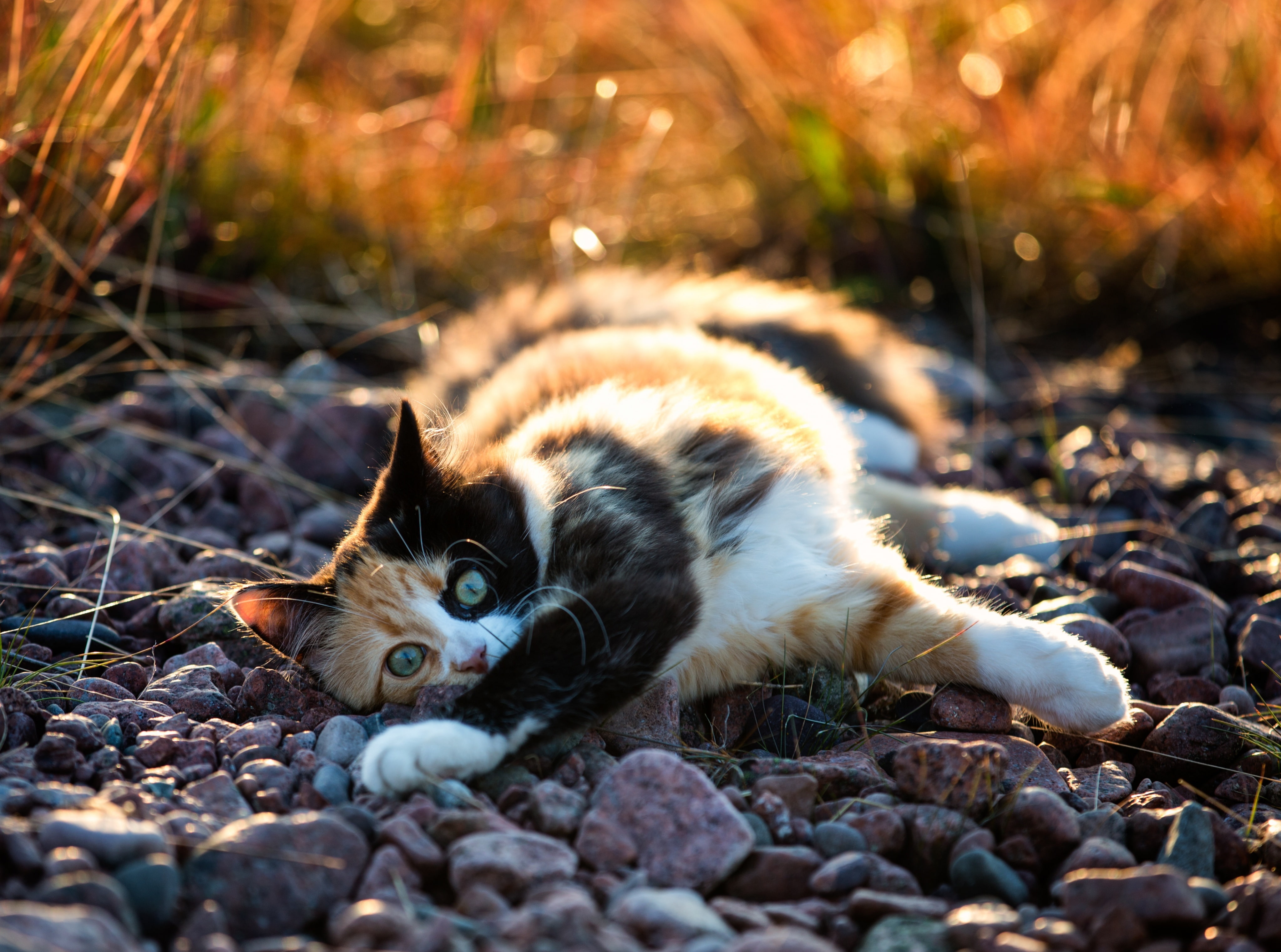 whisker, animal, vertebrate, canoneos5dmarkiii, sunlight, calico, kramfors, Animals, canonef70200mmf28lisiiusm, canon, Mark, pebble, animal themes, field, HD Wallpaper