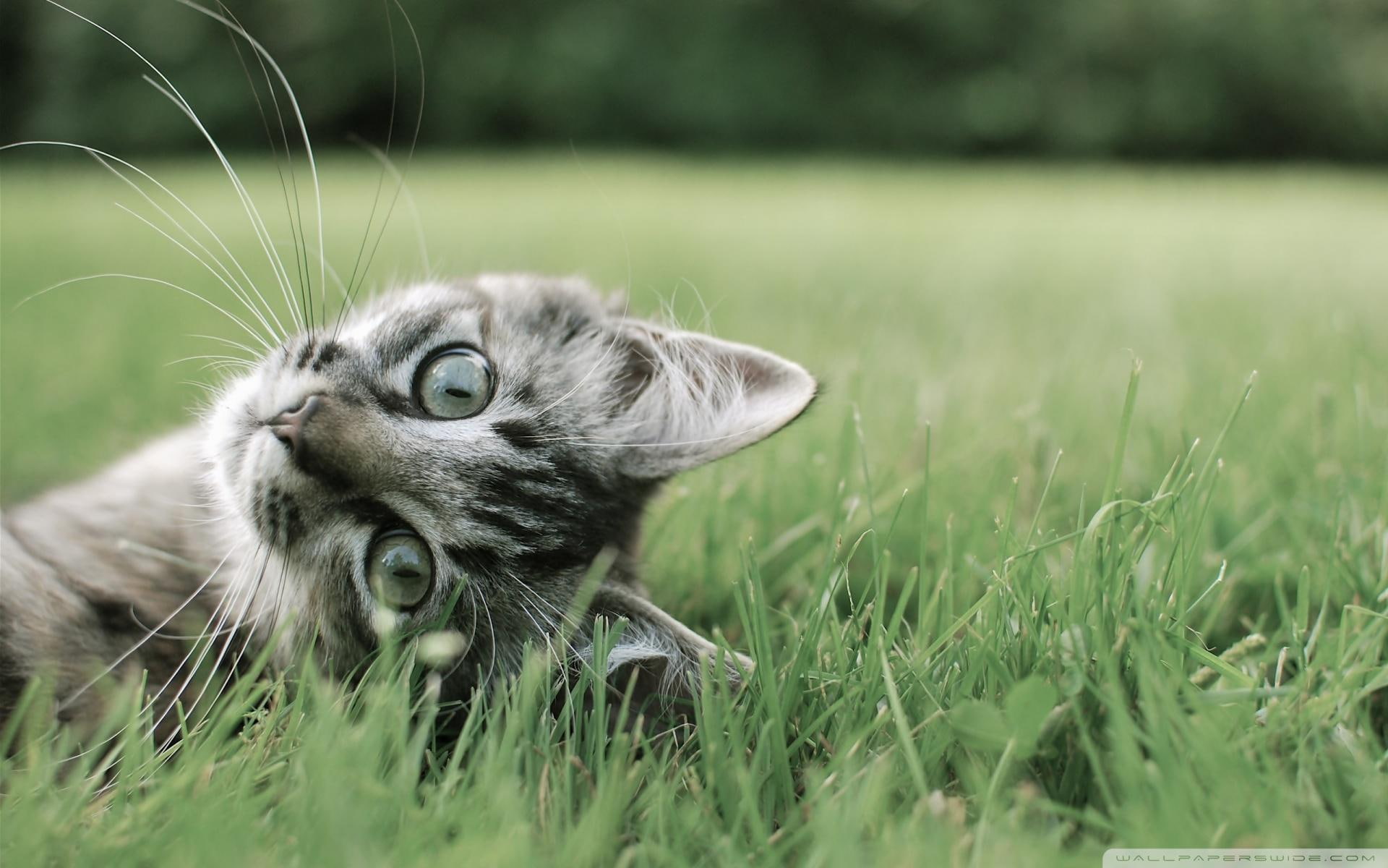 grass, 1080P, green, gato, grama, na, cute, animals, HD Wallpaper