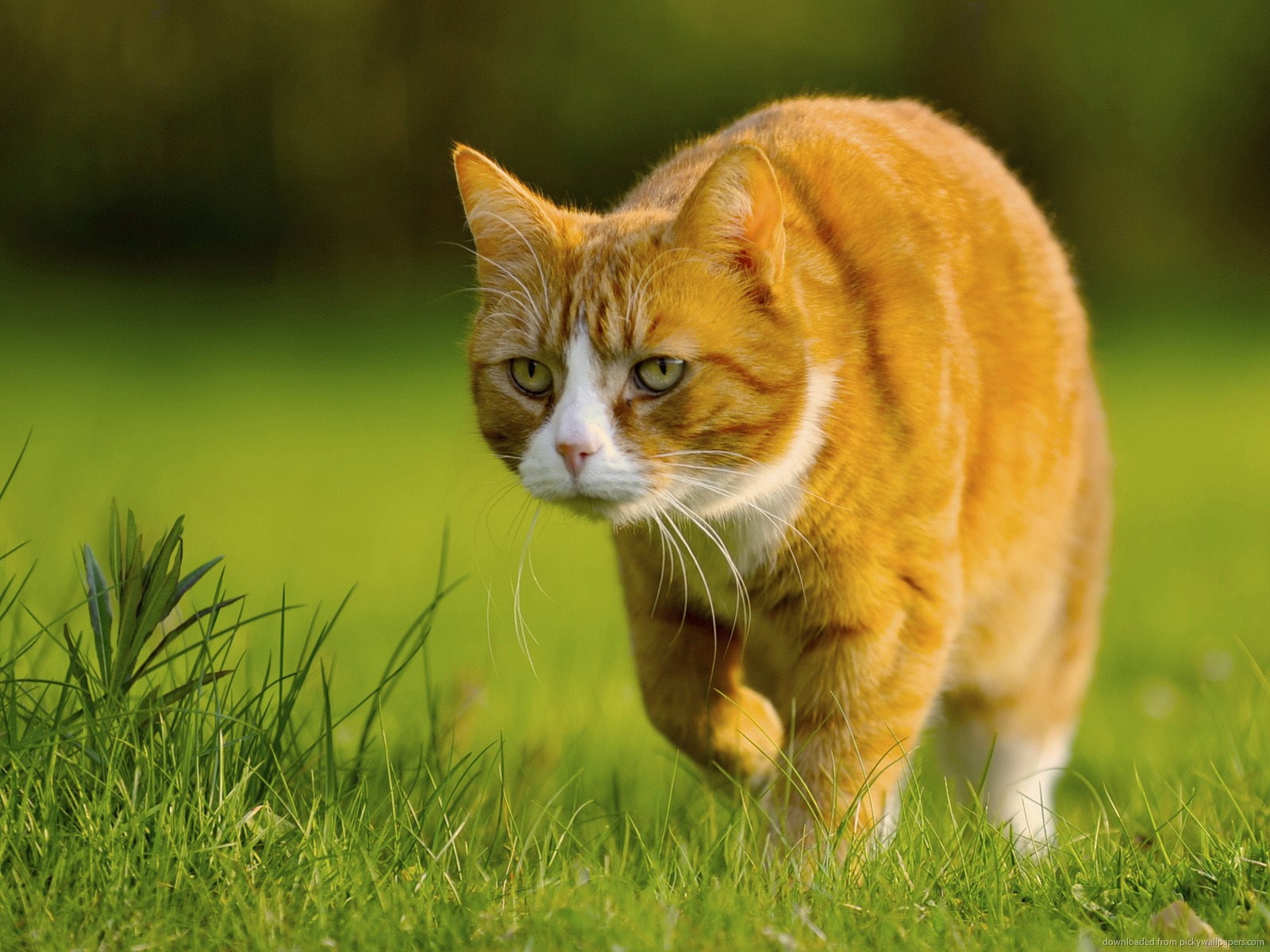 caminando, felino, cesped, gato, 720P, animal, HD Wallpaper