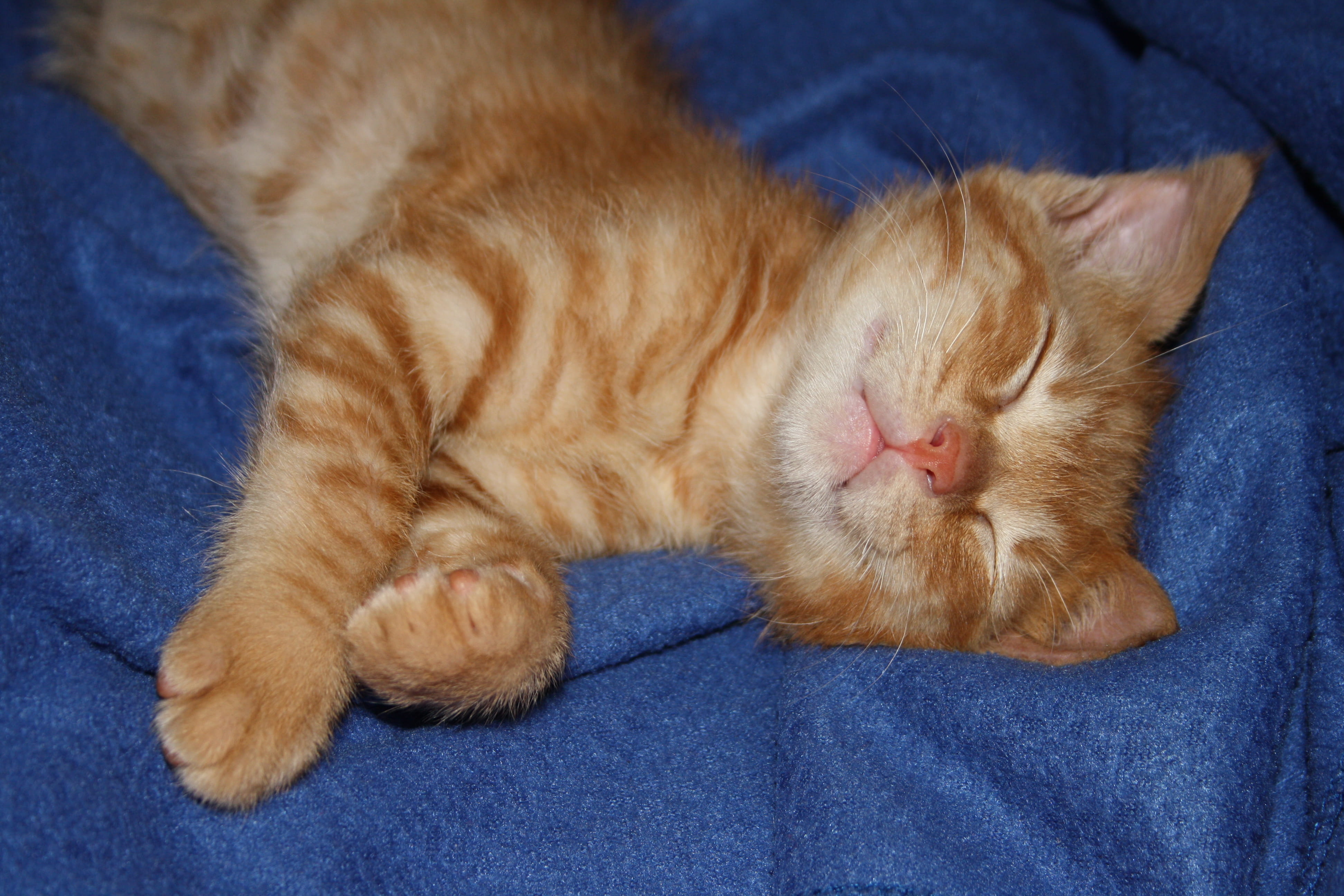 cat, whisker, gato, mammal, ginger, napping, feline, kitty, eyes closed, blue, domestic, relaxation, one animal, pets, pelirrojo, baby, azul, animal themes, HD Wallpaper