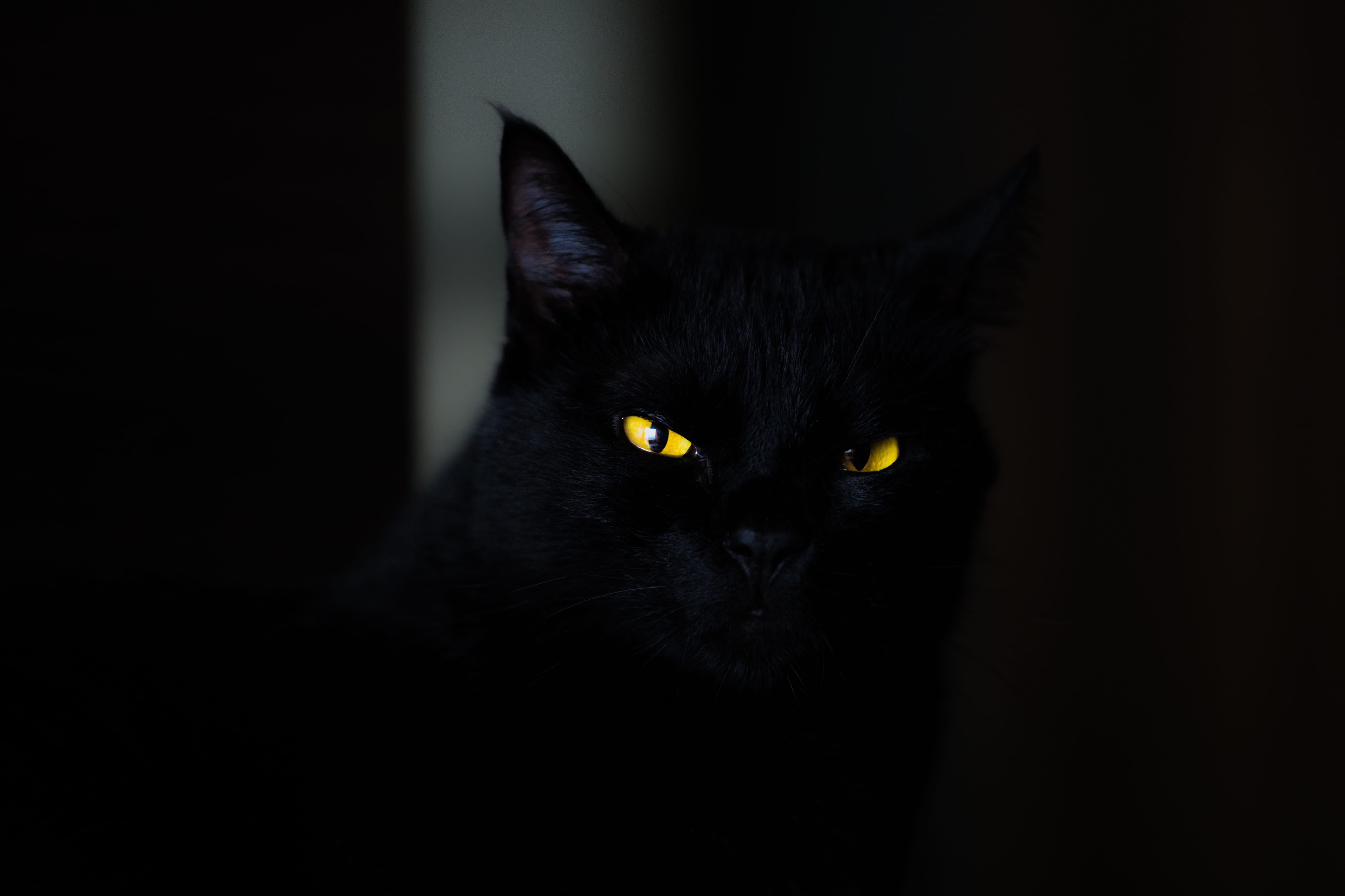 copy space, feline, closeup, mammal, indoors, animal head, scary, domestic animals, animal themes, no people, 5K, yellow eye, one animal, black, black background, HD Wallpaper