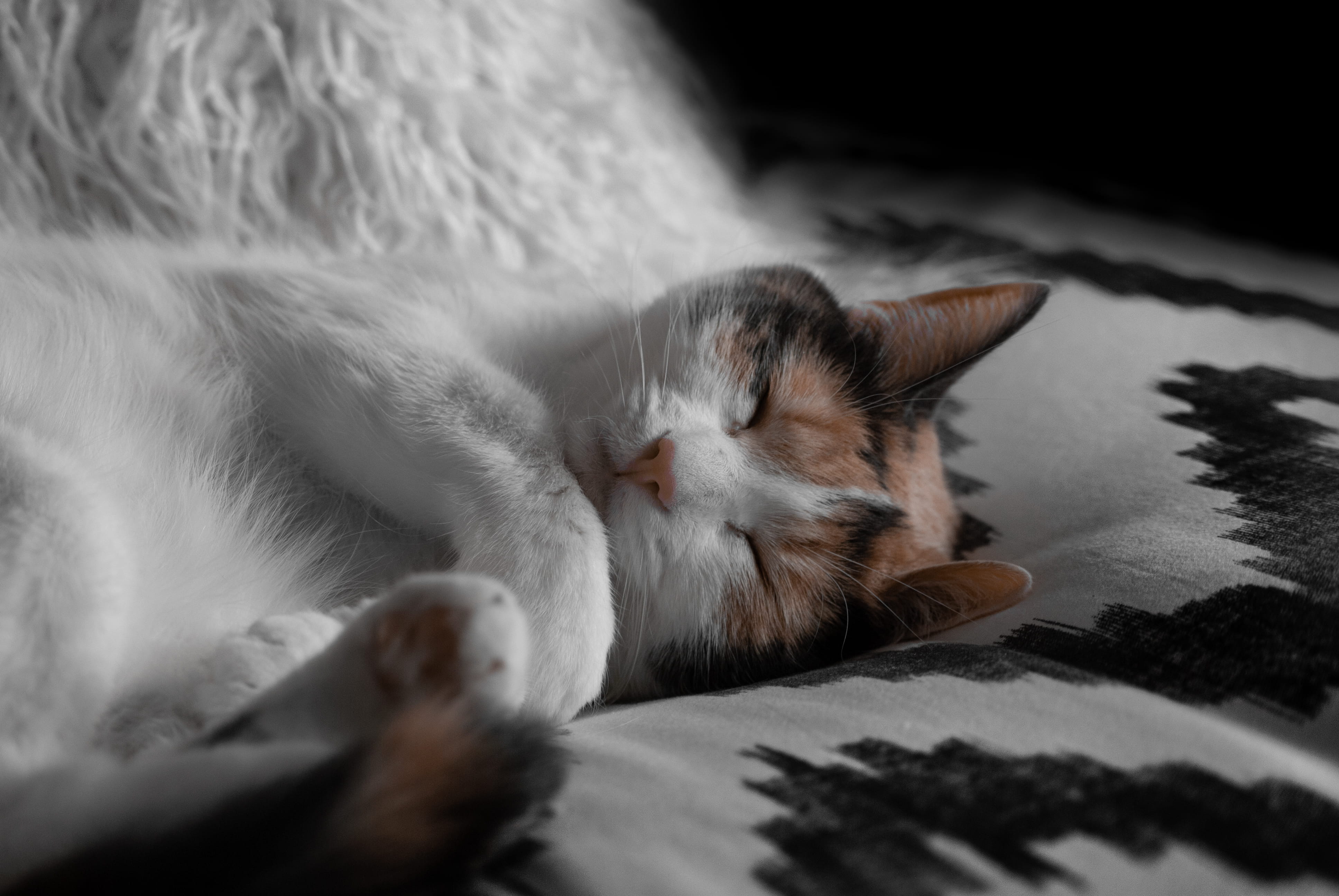 domestic animals, adorable, fur, mammal, black, cat, close-up, animal themes, pet, 4K, whisker, sheet, sleep, young, resting, lying, gray, relaxation, HD Wallpaper