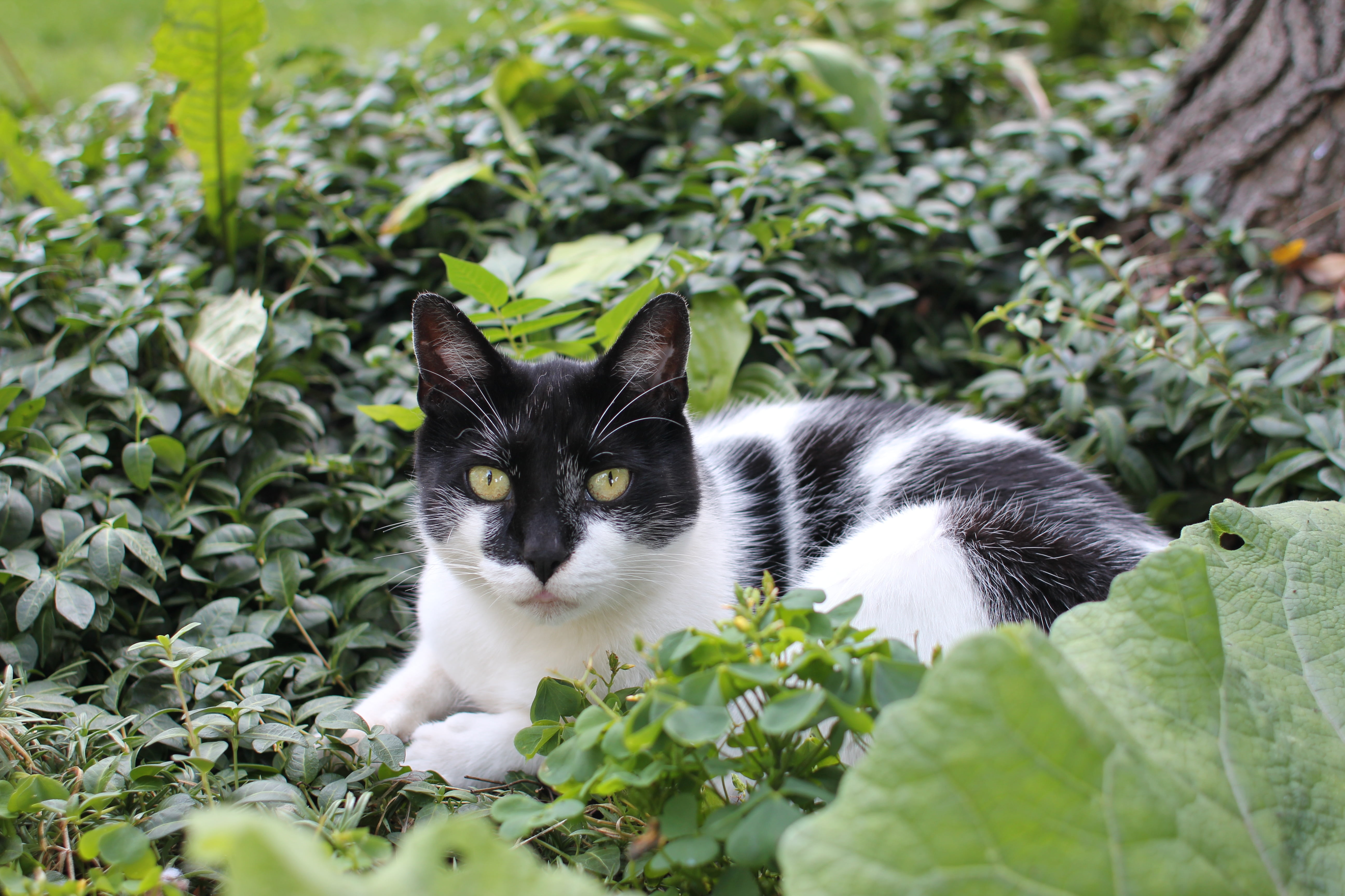 outdoors, green color, plant part, hair, stare down, looking at camera, kitten, resting, animal themes, domestic Cat, one animal, no people, cat, white, HD Wallpaper