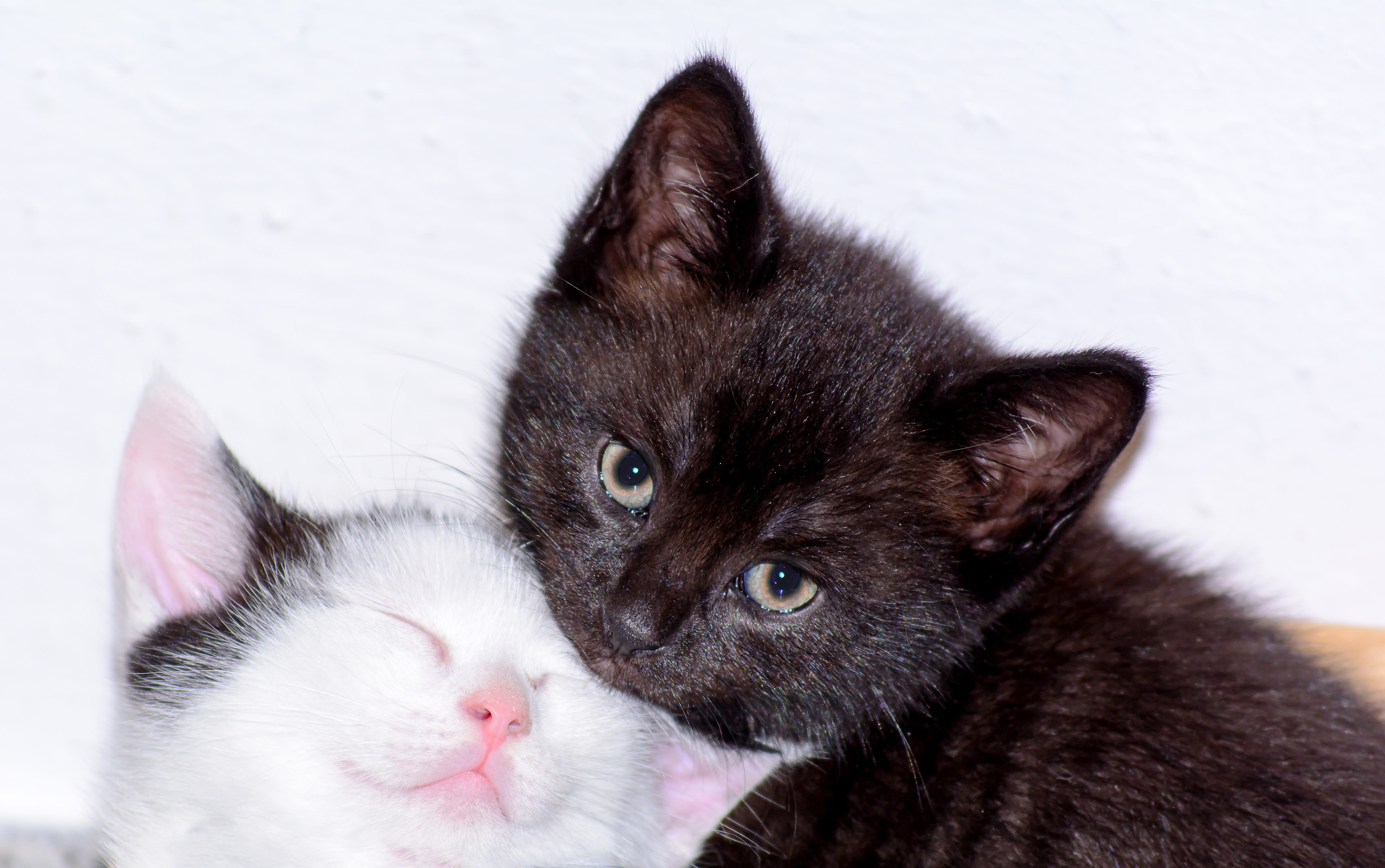 purry, whisker, domestic, 4K, cuddly, black white, blissful, close, mammal, animal head, two, warm, animal, baby kitten, domestic cat, looking, kitten, HD Wallpaper