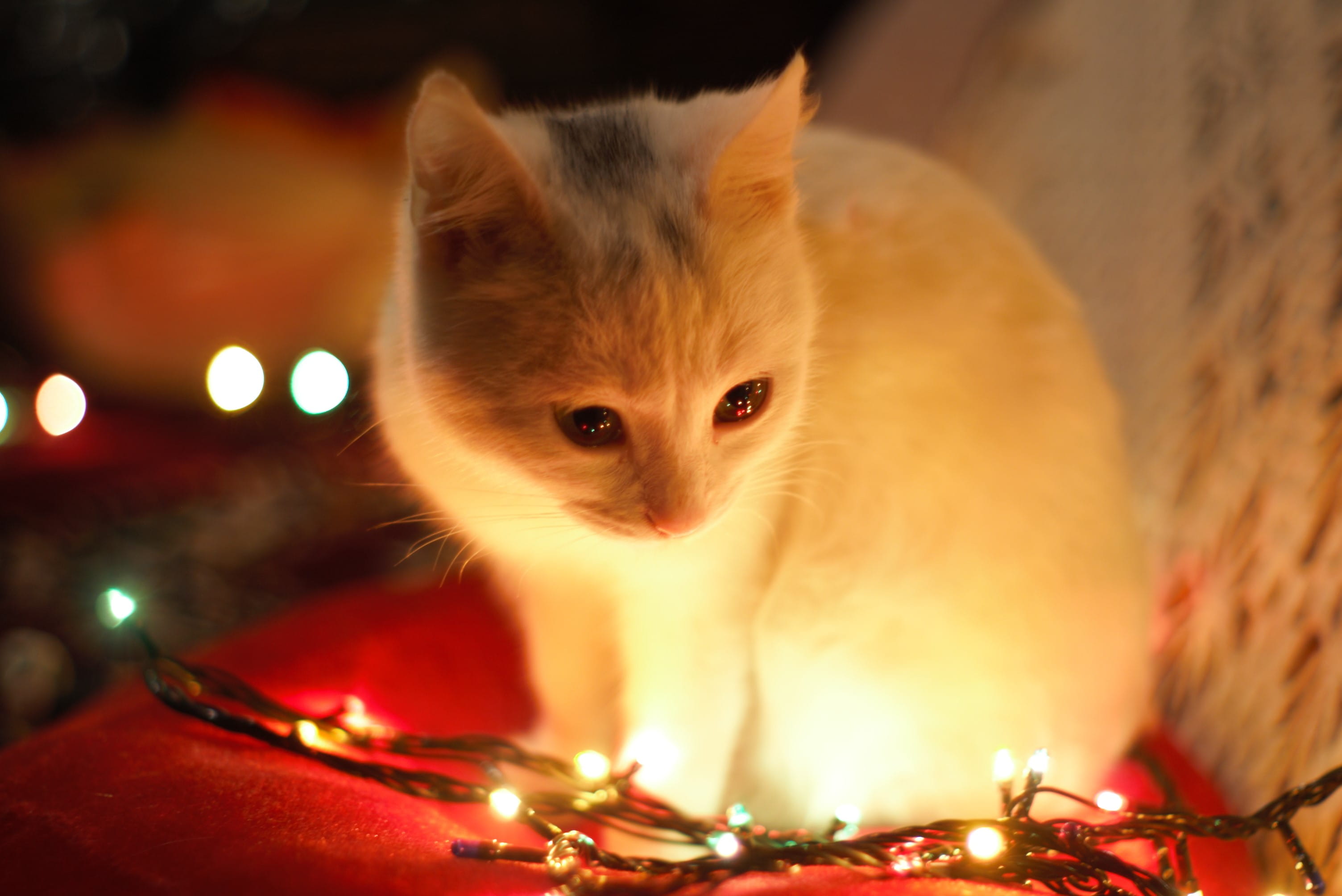 close-up, whisker, no people, white, eyes, photography, domestic animals, animal, celebration, pet, cat, domestic cat, cute, pets, blur, whiskers, white cat, HD Wallpaper