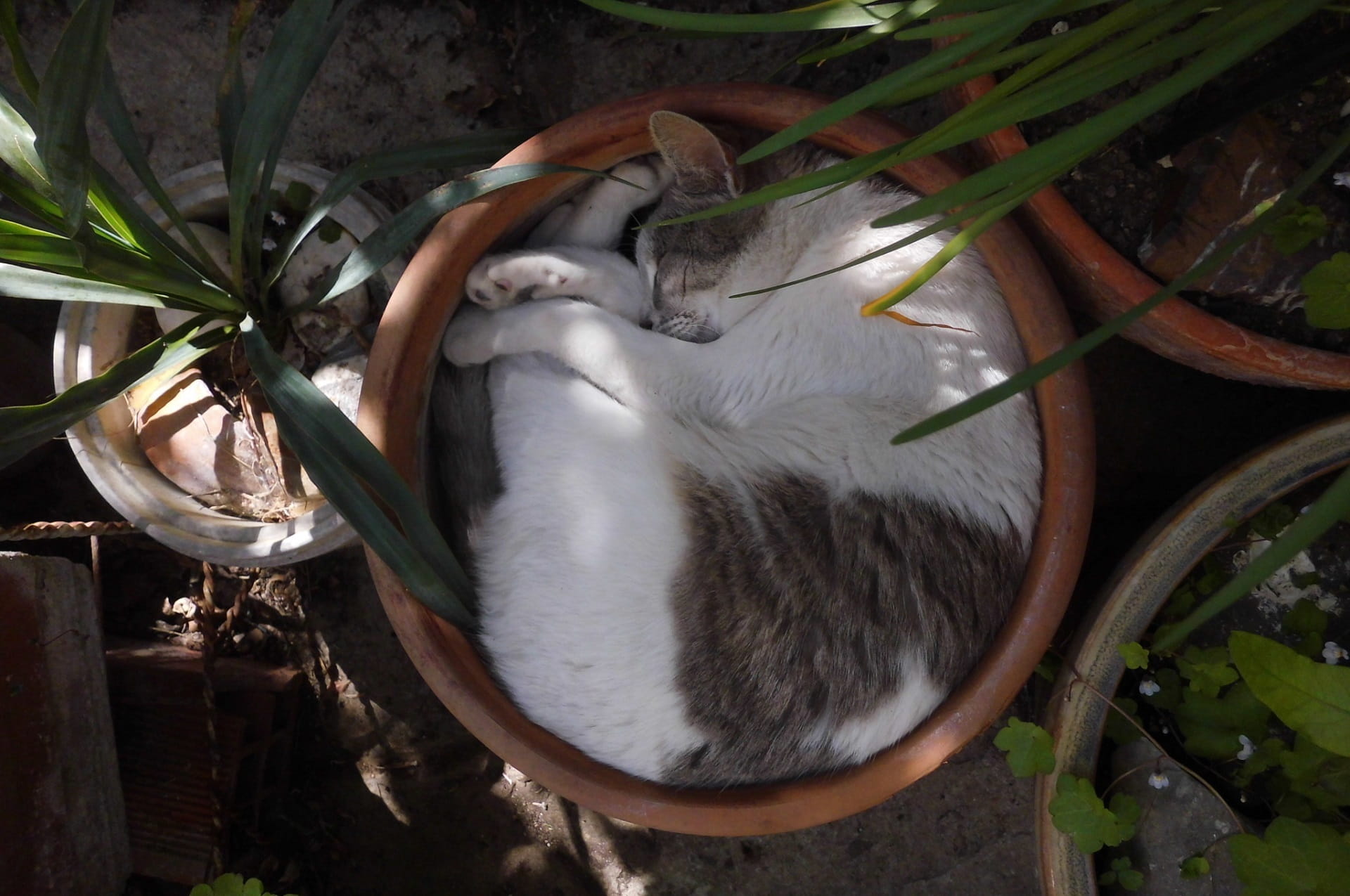 resting, flower pot, planters, portrait, 1080P, cute, one animal, daytime, animal themes, shadows, black cat, fur, vase, kitten sleeping, leaf, plant part, HD Wallpaper
