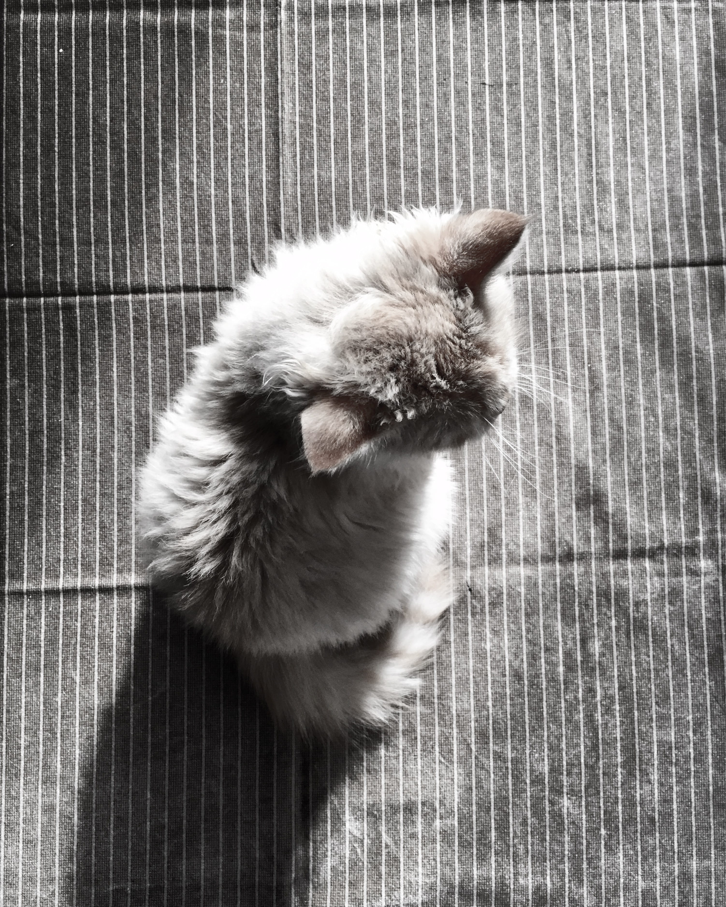 hair, adorable, domestic animals, grey, tabby, one animal, kitten, curiosity, indoors, floor, whisker, looking, pet, full length, no people, pets, mammal, Phone HD Wallpaper