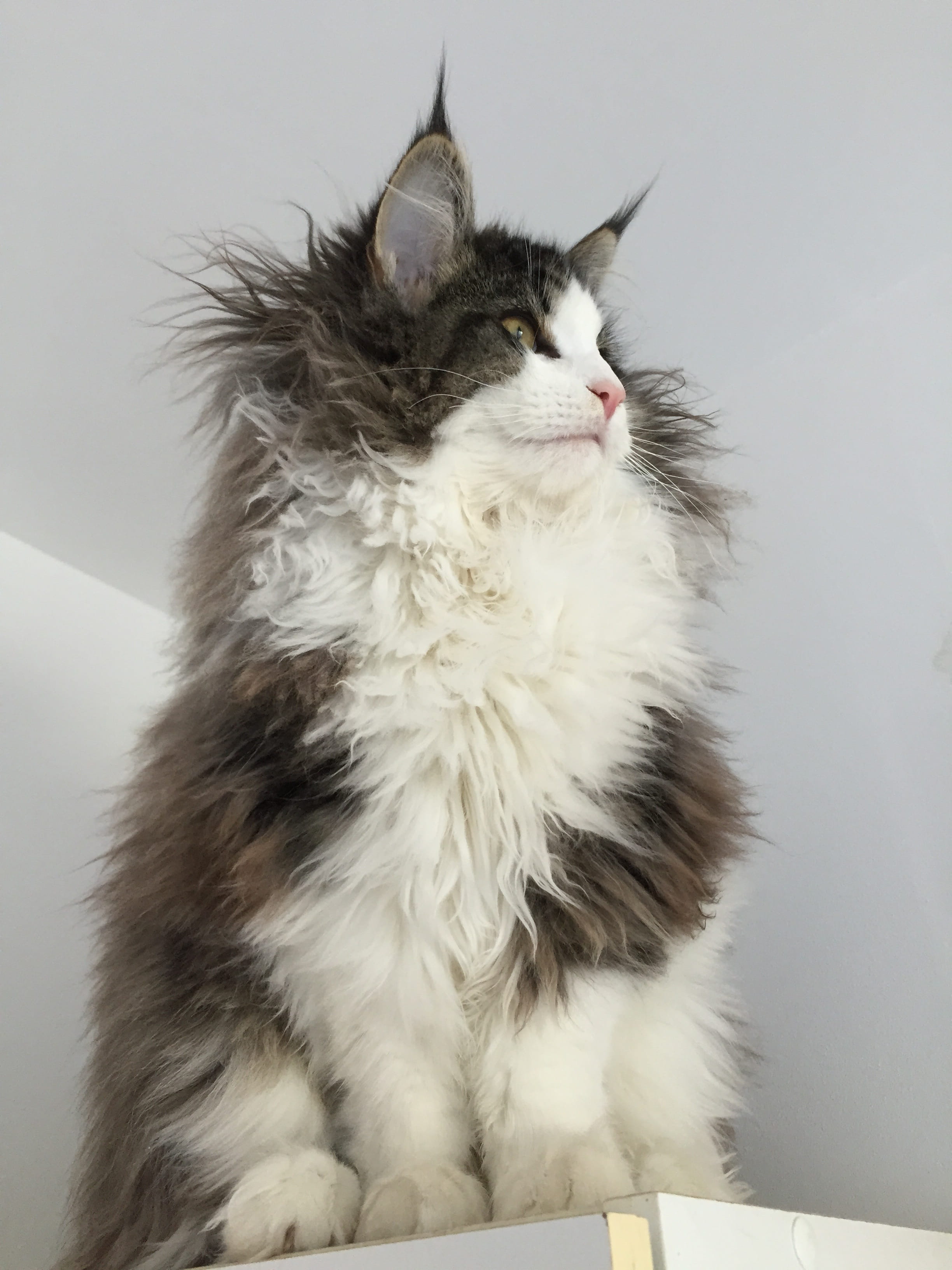 chat, cat, maine coon cat, poils longs, gris, blanc, hair, surface, wooden, domestic cat, whisker, domestic, looking away, feline, one animal, fur, photo, Phone HD Wallpaper