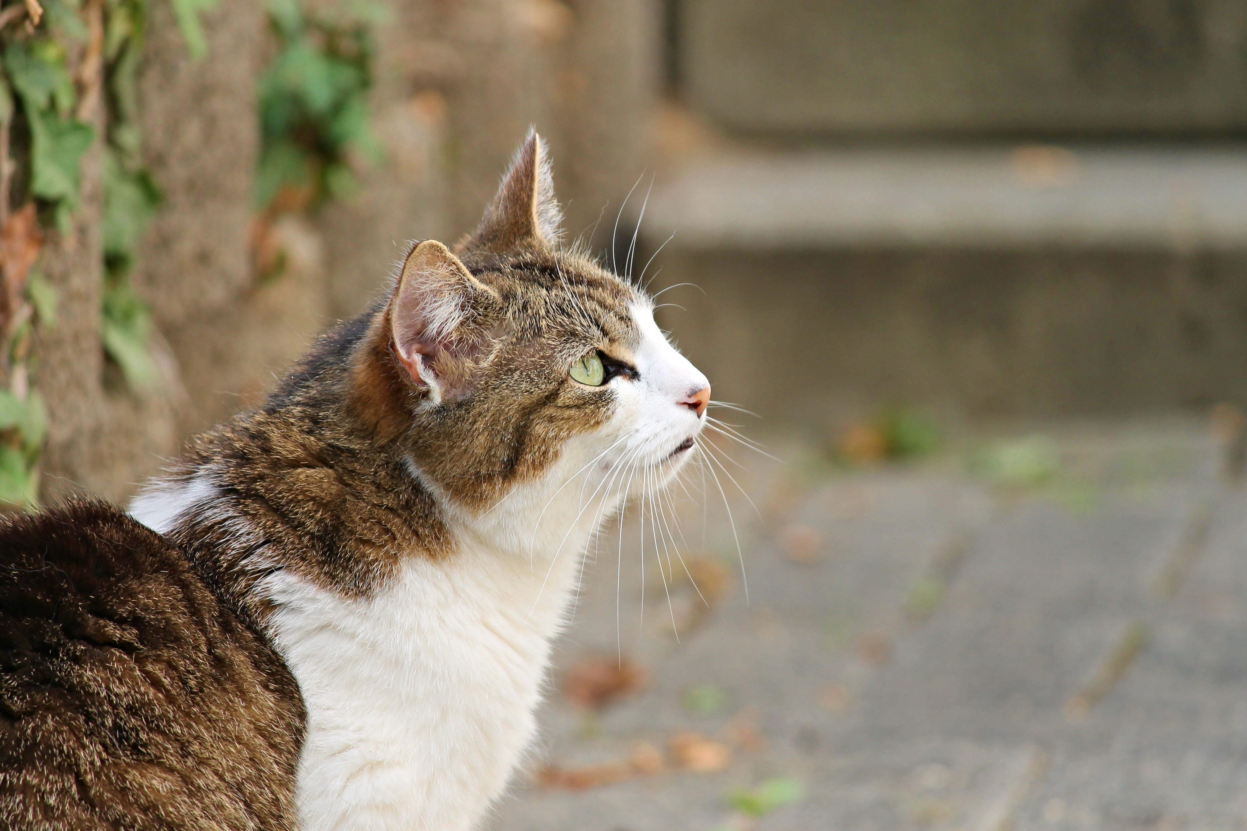 pets, wildlife photography, attention, no people, vertebrate, one animal, face, brown, striped, cat, cat fur, Kitten, curious, mouth open, mammal, close, HD Wallpaper