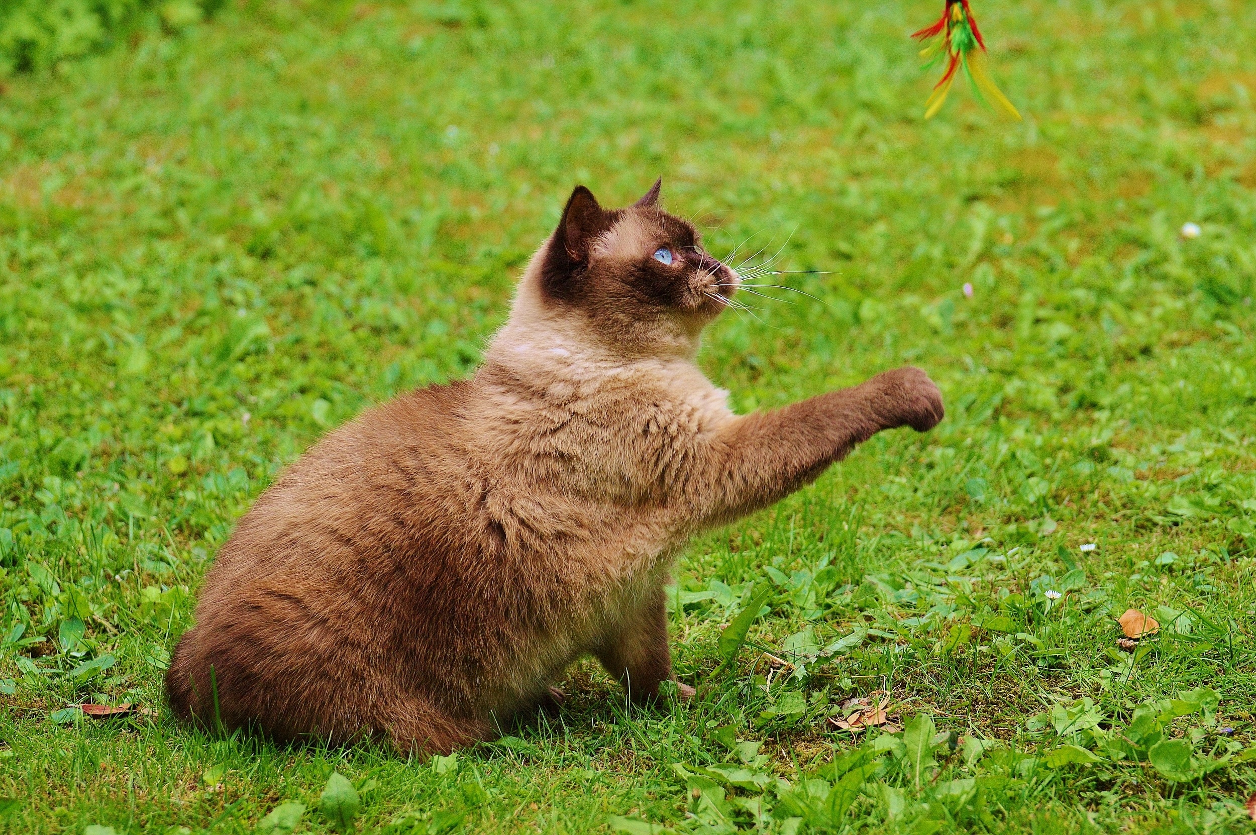 animals in the wild, outdoors, fur, cat, plant, green, british shorthair, nature, dear, domestic, no people, focus on foreground, mammal, sitting, sweet, HD Wallpaper