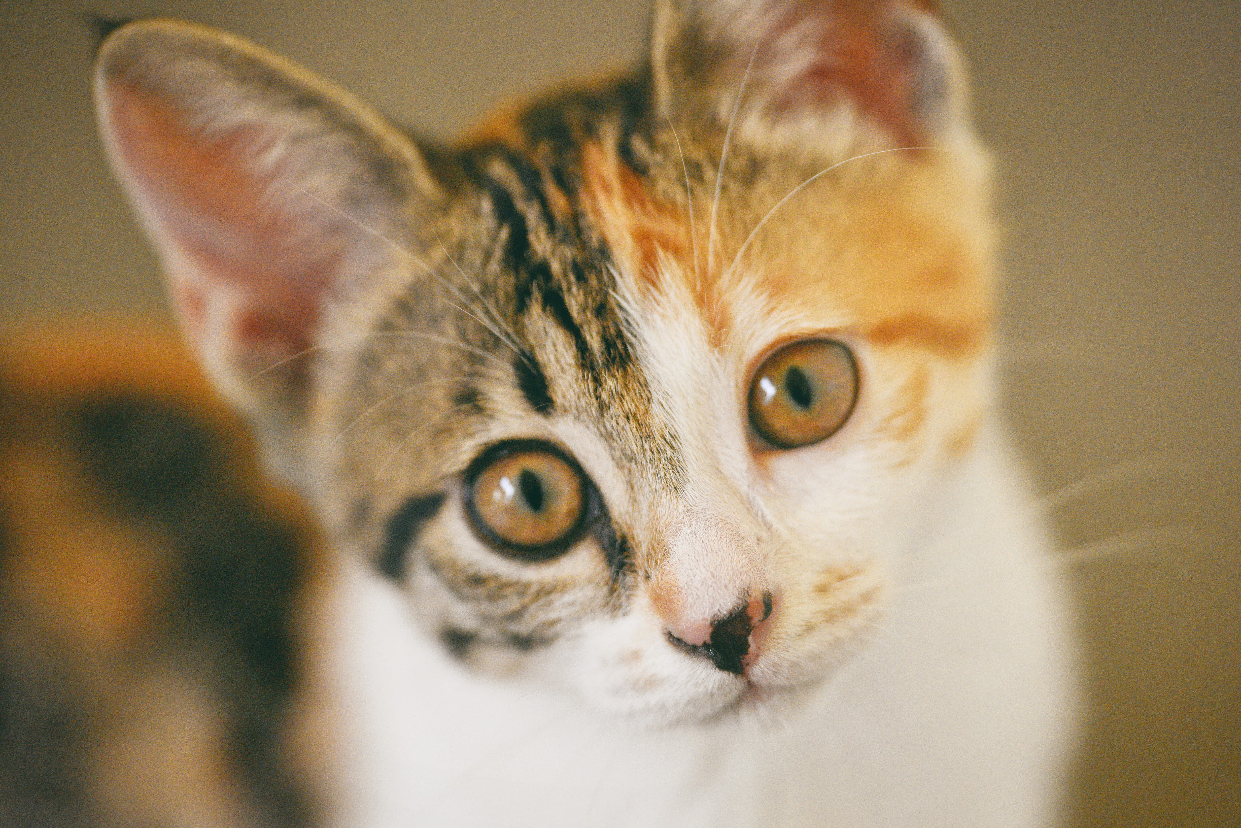 animal themes, tabby, portrait, close, white, indoors, brown, close-up, cats eyes, cat face, feline, adorable, cat, domestic animal, whiskers, cute, domestic animals, HD Wallpaper