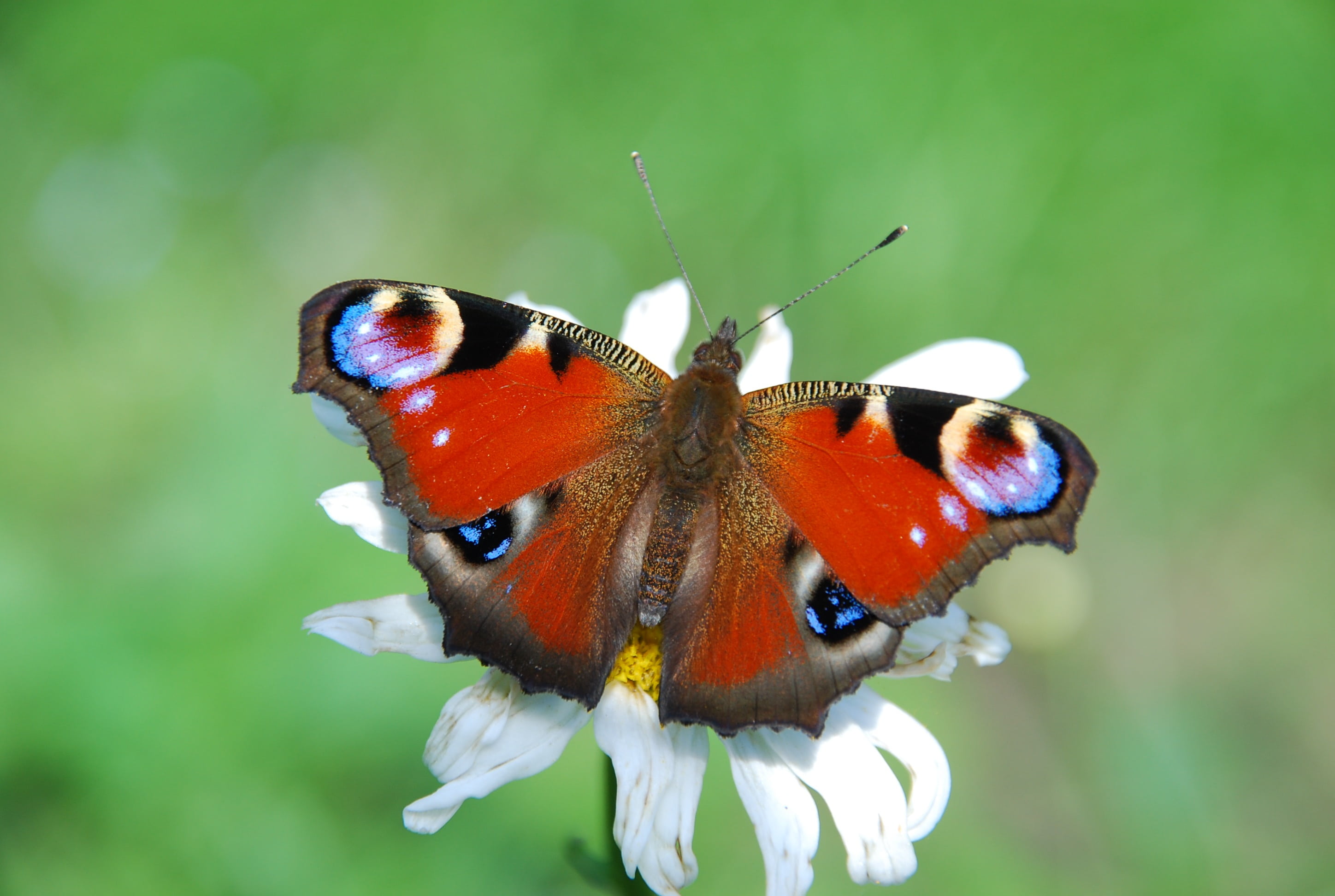 insect, butterfly, animal wildlife, fragility, coloured, beauty In Nature, macro, petal, invertebrate, no people, multi Colored, animal, animal themes, HD Wallpaper