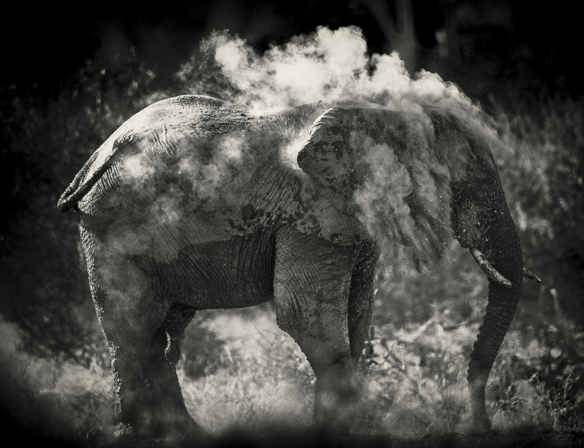 elephant, 1080P, to clean, photo, sand, black and white, HD Wallpaper
