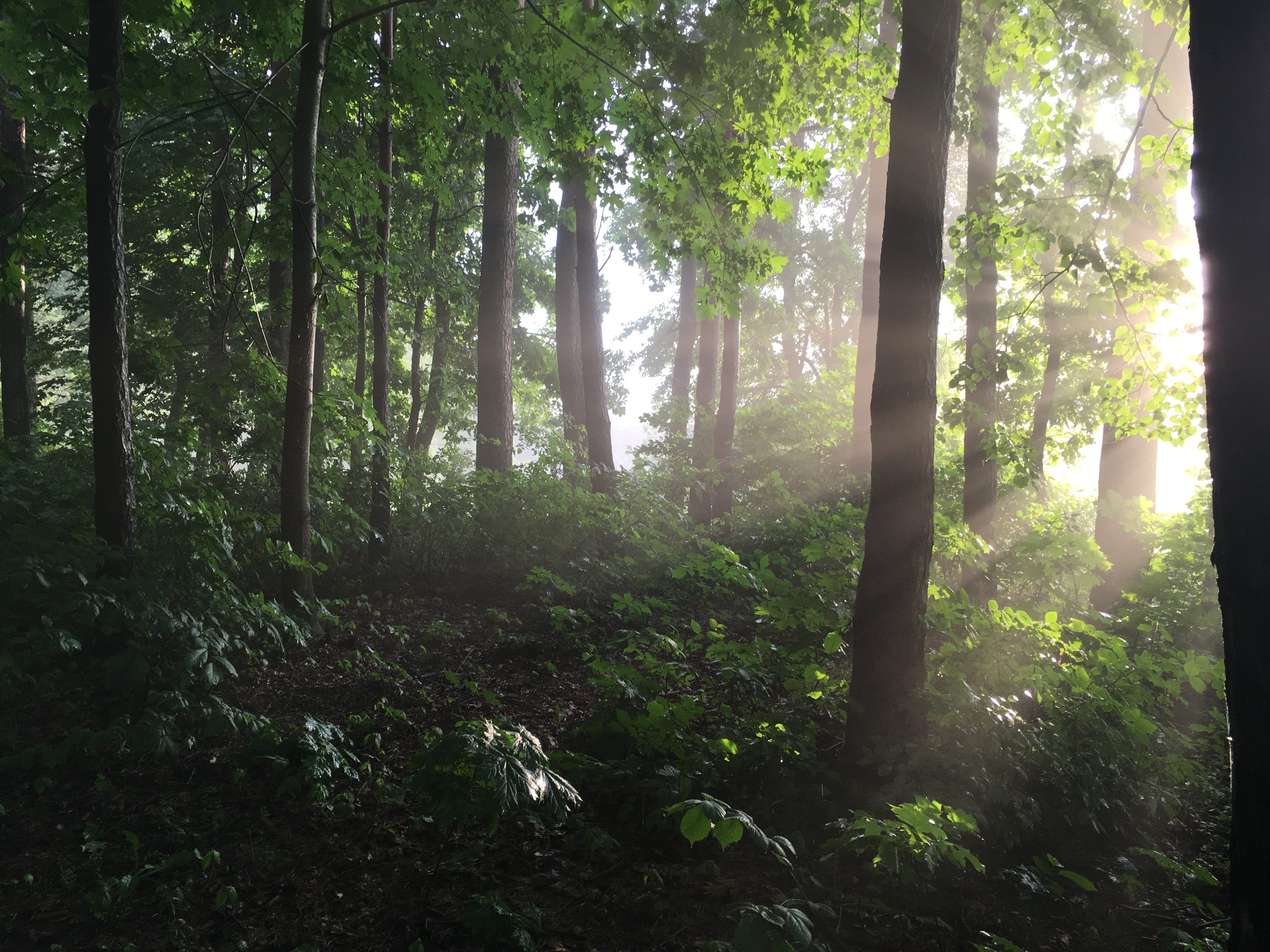 vilnius, outdoors, sunlight, tranquility, beauty in nature, scenics - nature, non-urban scene, plant, 4K, trunk, streaming, landscape, tree trunk, lithuania, HD Wallpaper