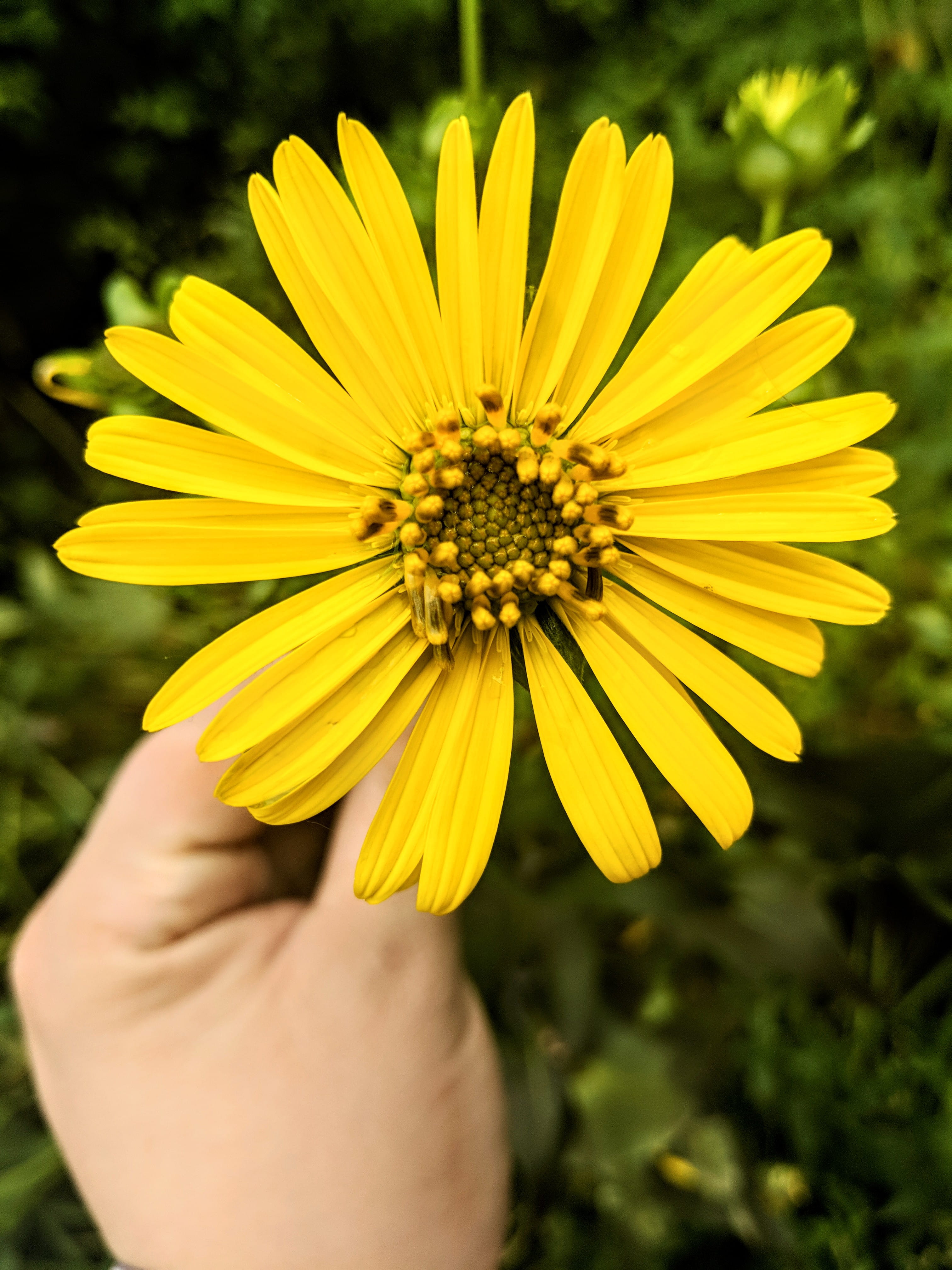 growth, 4K, yellow, human limb, vulnerability, chicago riverwalk, chicago, finger, fragility, petal, beauty in nature, body part, plant, inflorescence, Phone HD Wallpaper