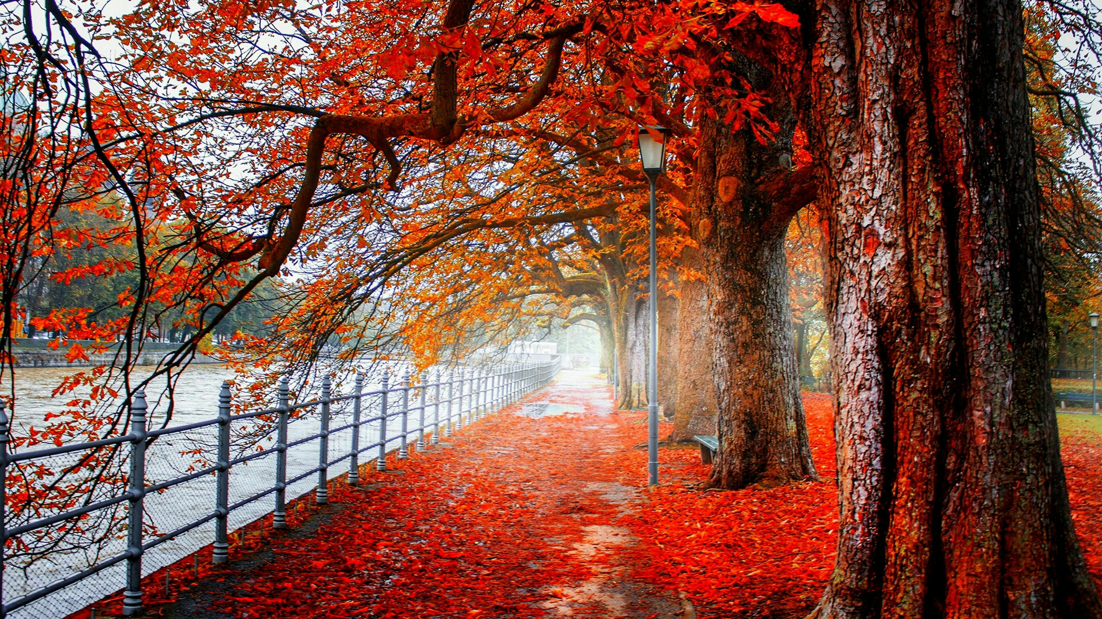 leaves, deciduous, plant part, the way forward, trunk, change, outdoors, red leaves, 4K, sidewalk, beauty in nature, riverwalk, maple leaf, tree trunk, HD Wallpaper
