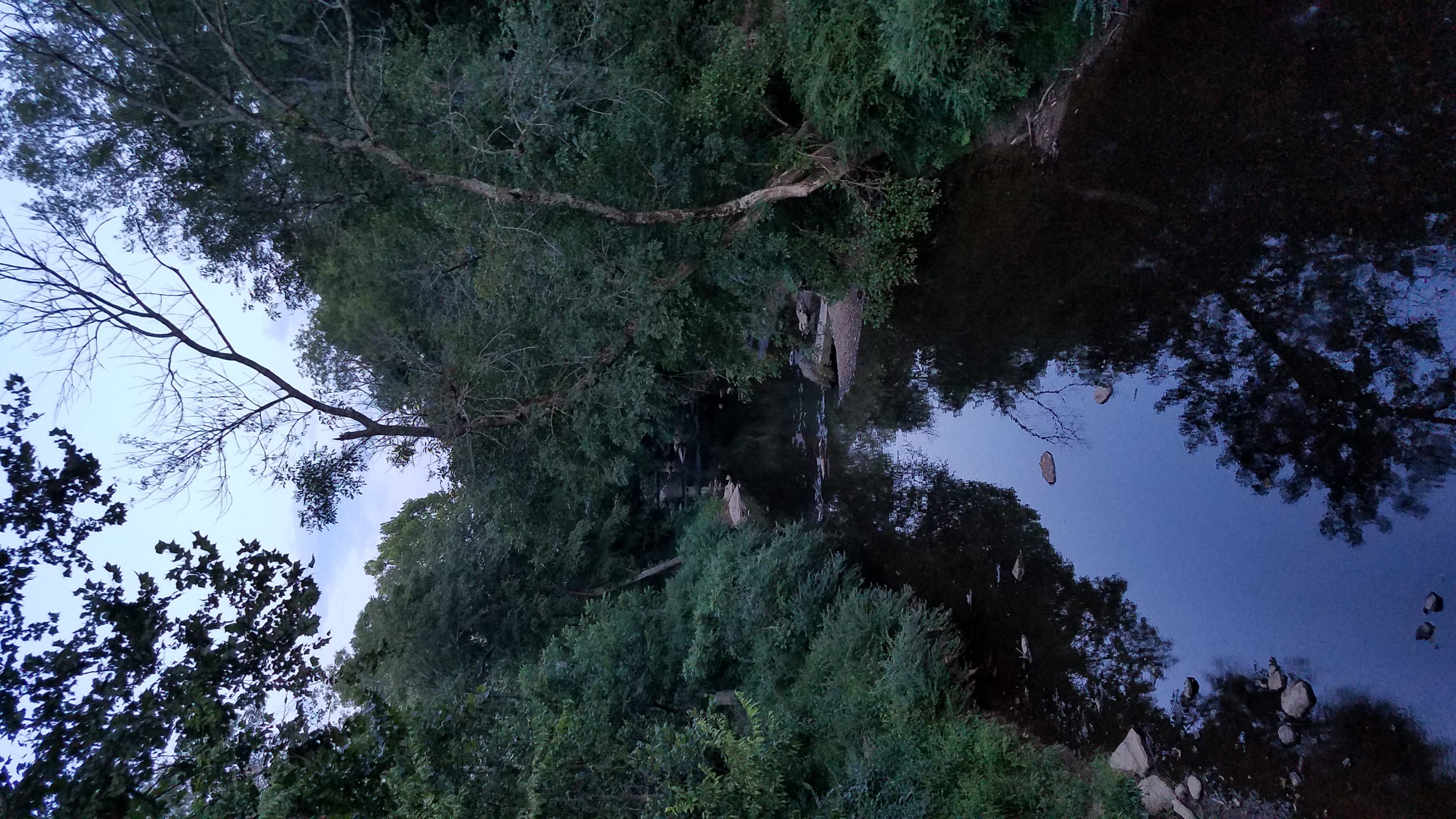 non-urban scene, land, hillsborough, branch, outdoors, forest, nature, eno river, no people, low angle view, green color, historic hillsborough, usa, tranquil scene, HD Wallpaper