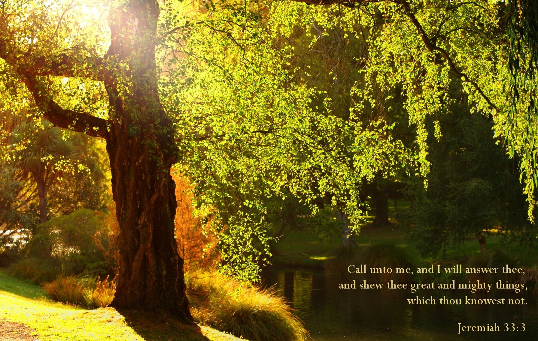 land, quote, green color, plant, text, tree trunk, outdoors, FM, religion, day, communication, sunlight, poster, tranquility, nature, bible, growth, no people, HD Wallpaper