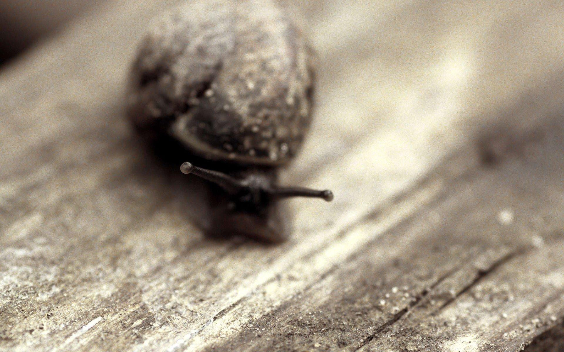 animals in the wild, animal themes, animal body part, invertebrate, snail, nature, insect, day, gastropod, close-up, selective focus, table, no people, HD Wallpaper