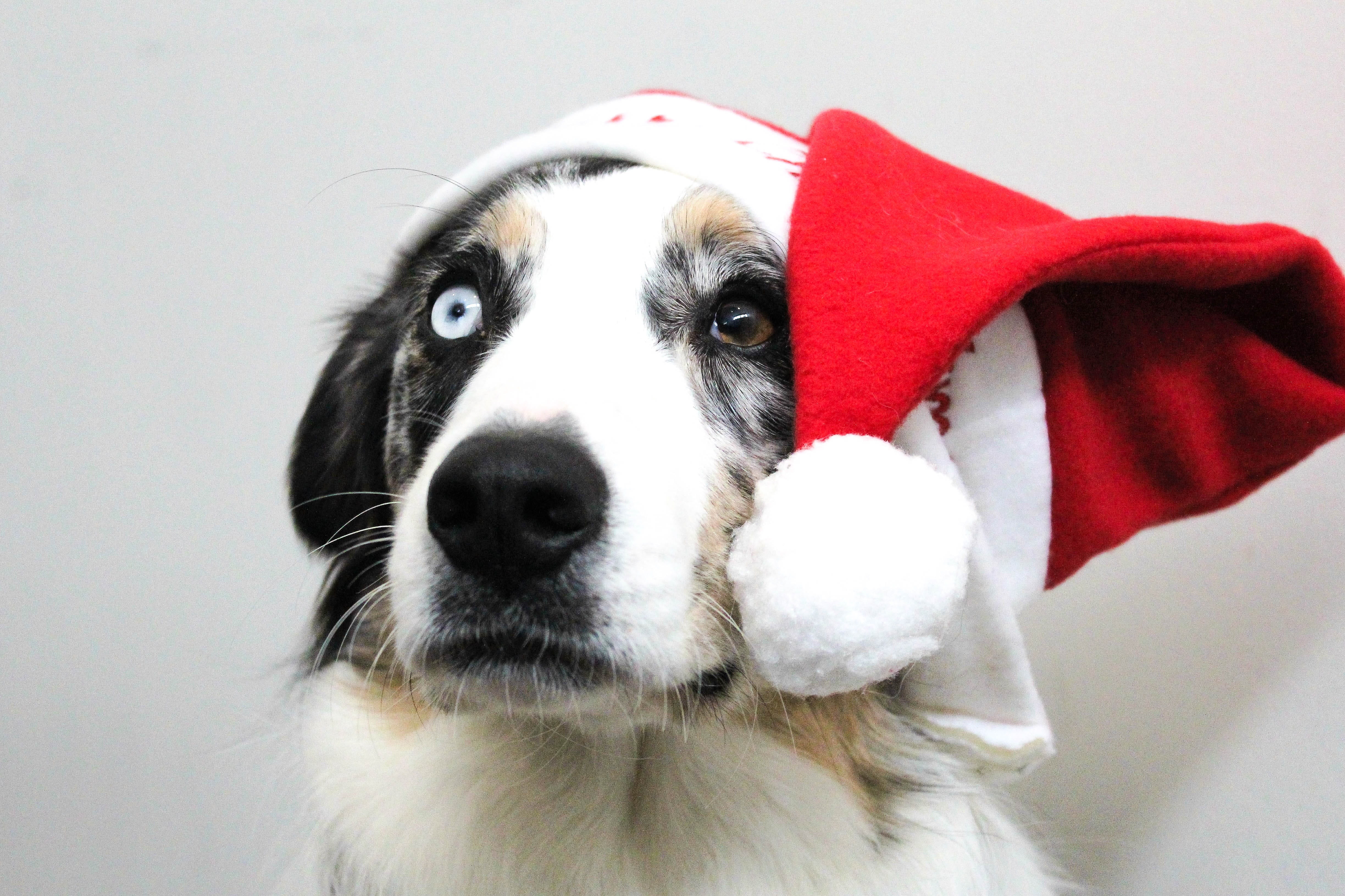 friend, pet, canine, breed, brown, puppy, indoors, funny, looking at camera, red, holiday, cute, 4K, christmas, santa hat, xmas, santa, pets, white, winter, HD Wallpaper