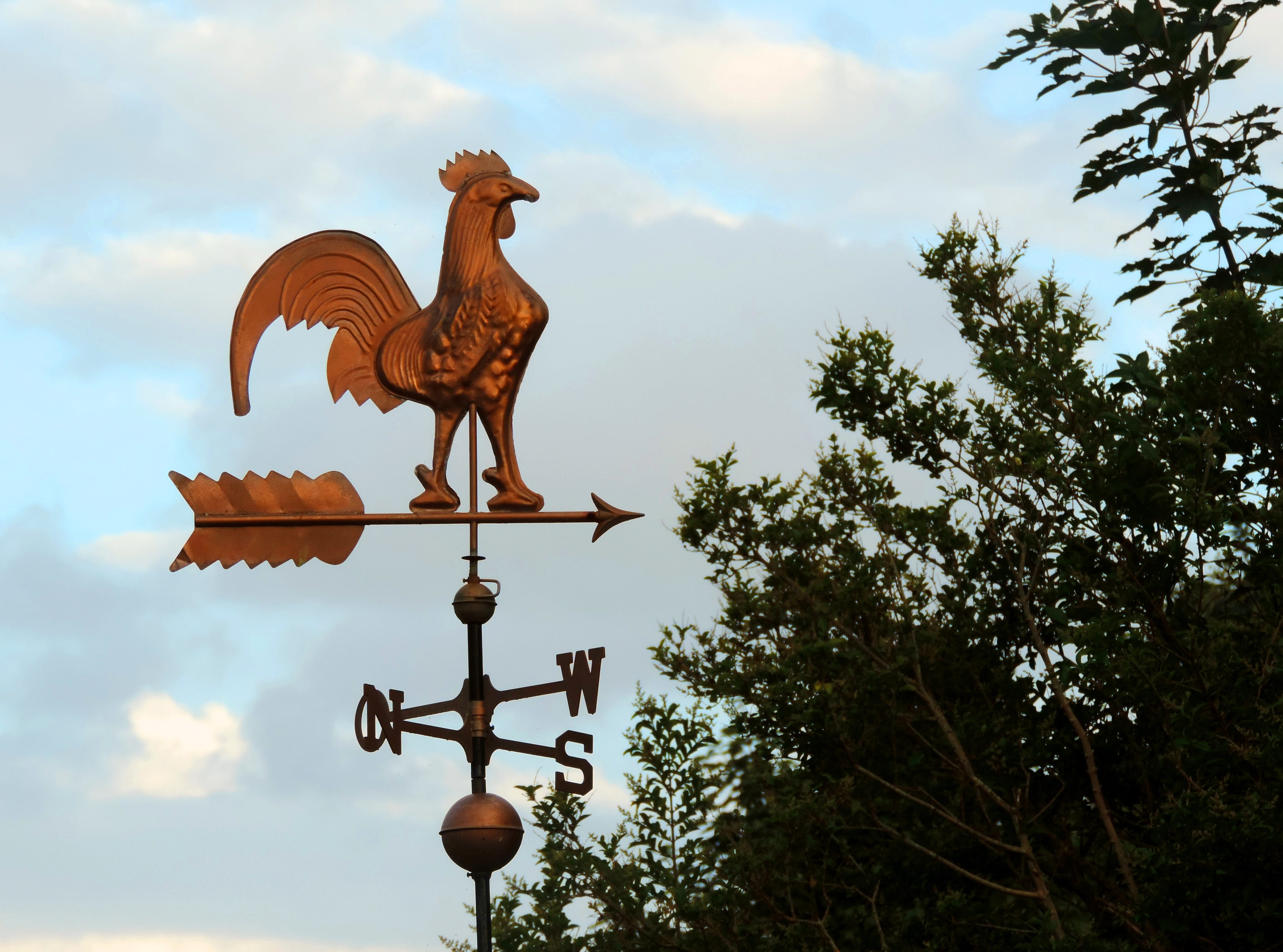 weather vane, tree, 4K, plant, guidance, direction, livestock, cloud - sky, points of the compass, chicken - bird, copper, wind, animal, representation, HD Wallpaper