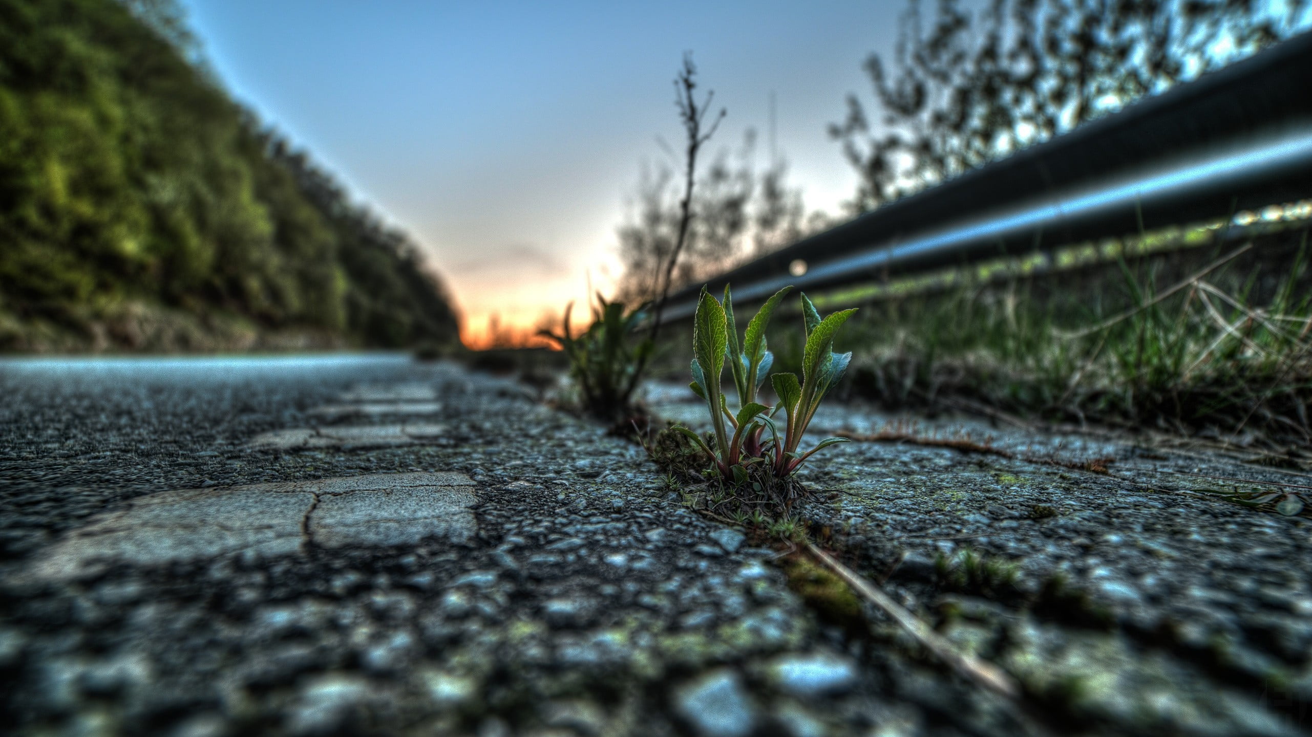 nature, blower, outdoors, close-up, surface level, tire, plant, city, sunset, direction, leaf, tree, 2K, selective focus, green, asphalt, sky, wheel, connection, HD Wallpaper