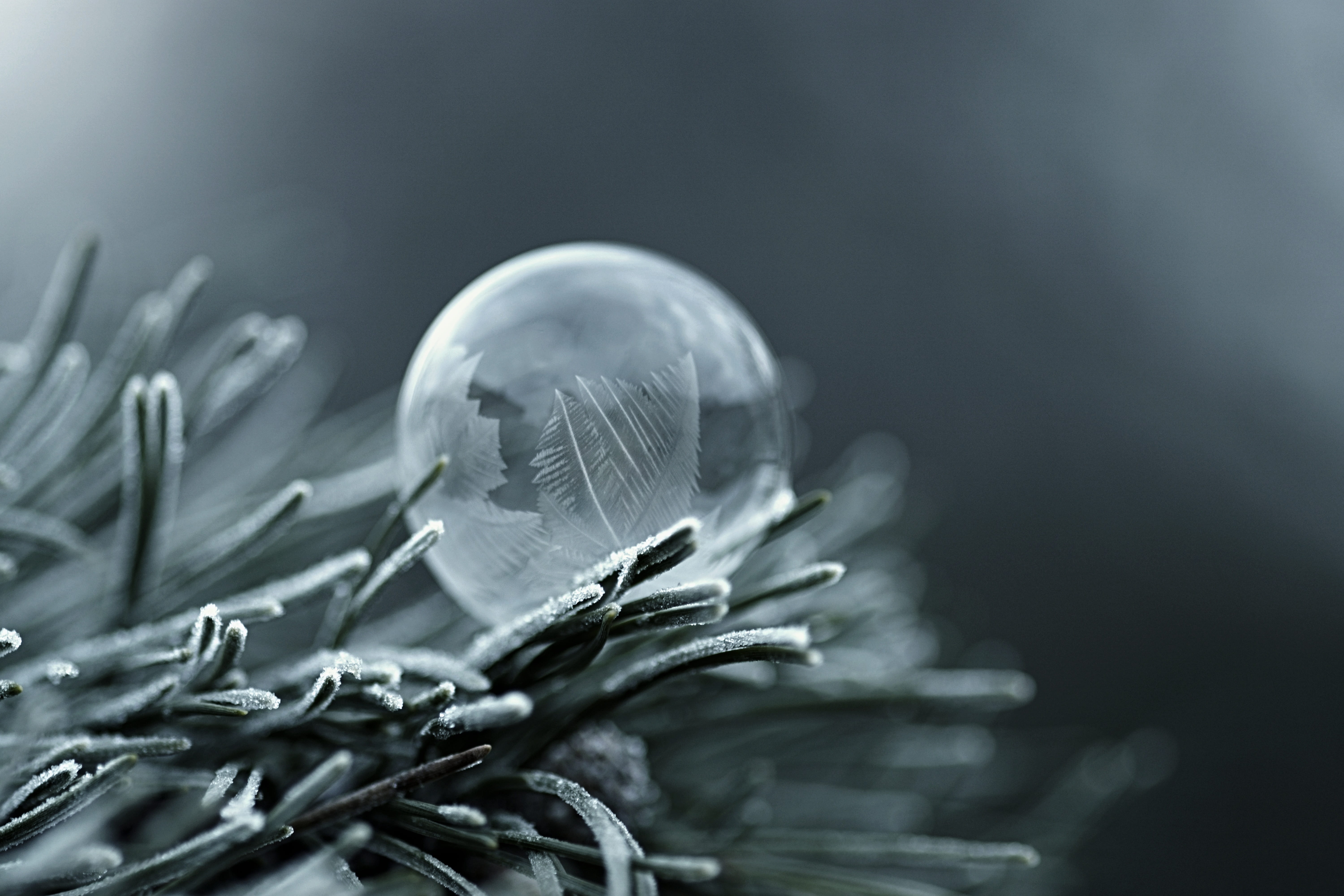 bubble, plant, healthcare and medicine, 5K, nature, no people, leaf, plant part, tree, vulnerability, flower, indoors, coniferous tree, fragility, focus on foreground, HD Wallpaper