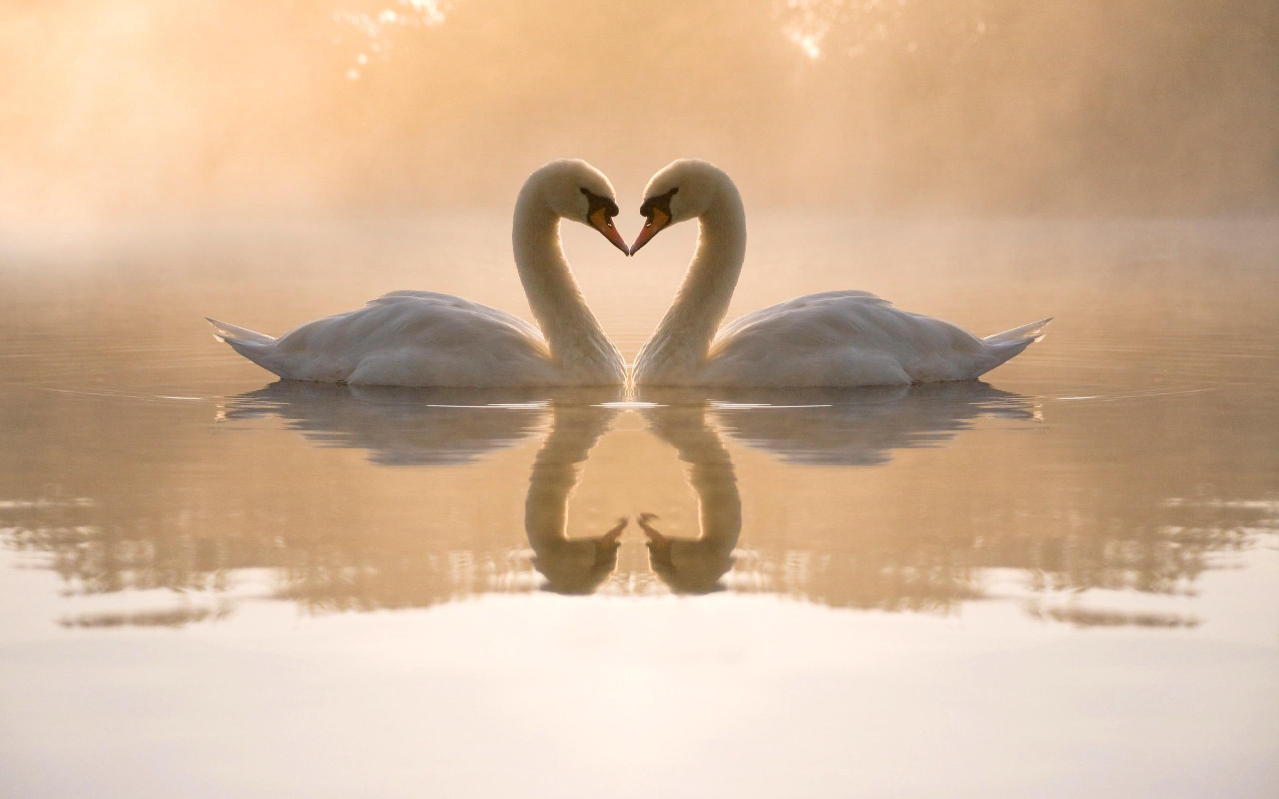 calm, beije, foggy, meet, quiet, white, wings, 2K, grove, cold, background, nice, lake, sunny, picture, HD Wallpaper