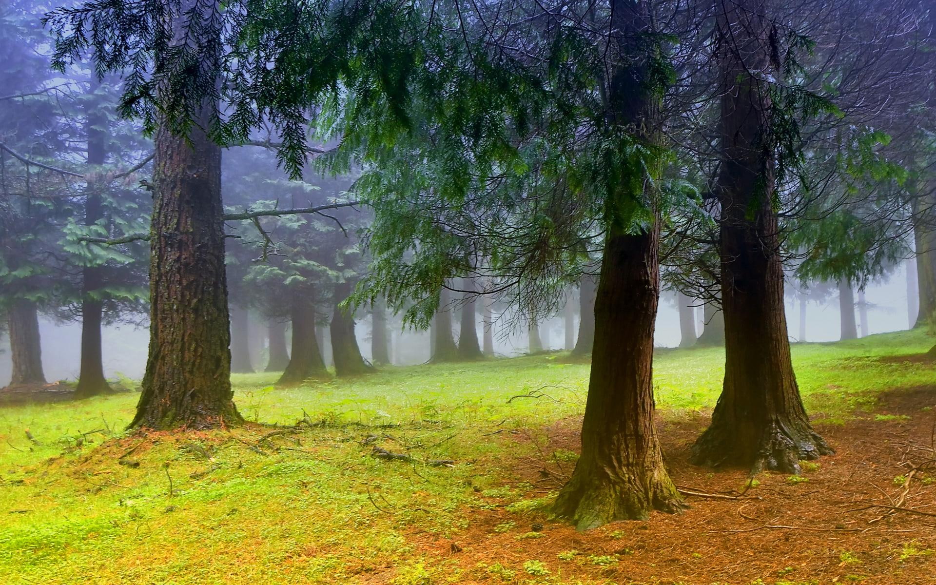 blue, woods, widescreen, carpet, grove, white, 1080P, photo, clouds, foggy, background, nice, morning, landscapes, HD Wallpaper