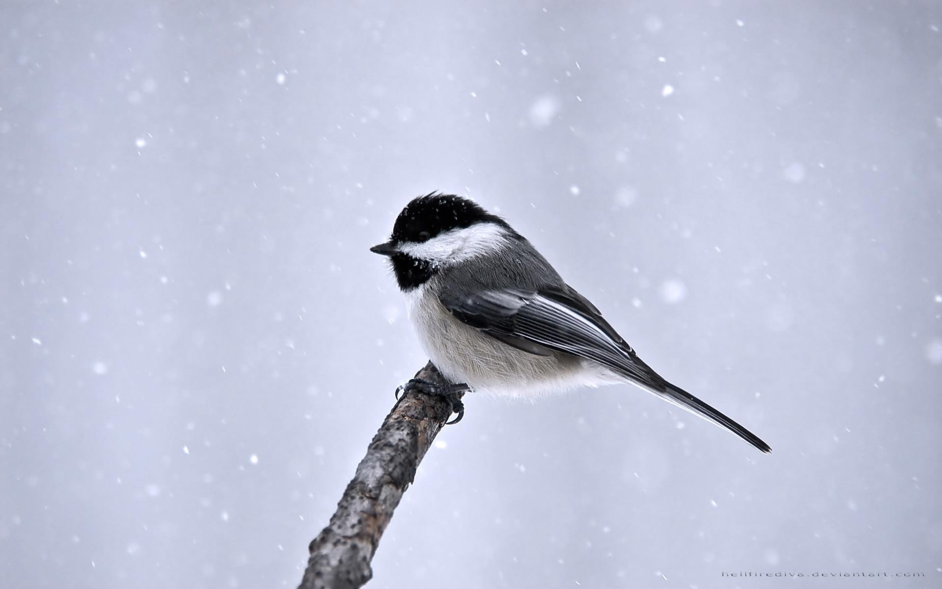 gorgeous, blue, cute, cold, white, dom, winter, tit, picture, feather, nice, pretty, 1080P, winged, snow, coal, wings, HD Wallpaper