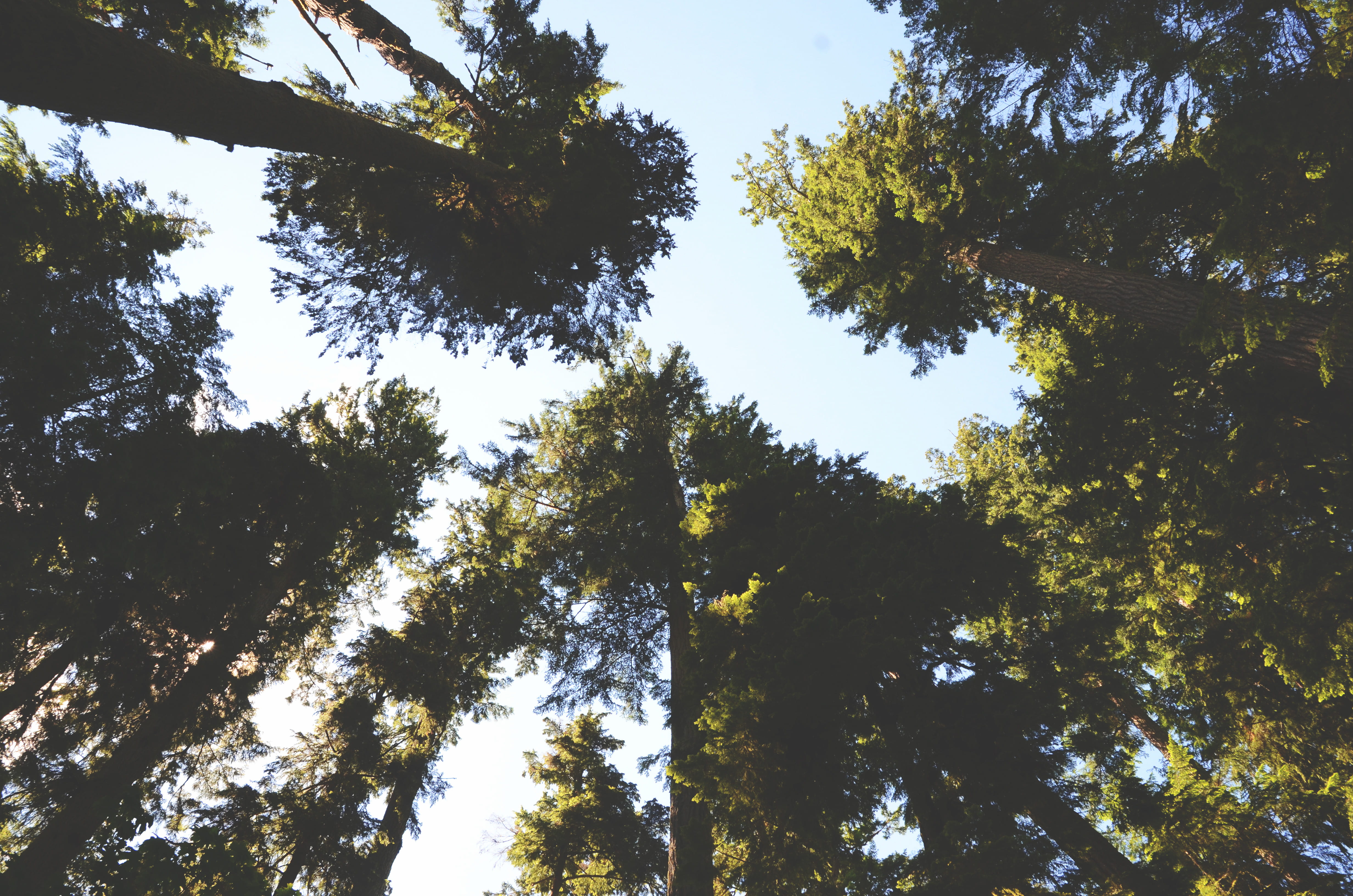 tree trunk, plant, vancouver island, outdoors, day, 4K, trees, blue, tree canopy, directly below, green color, sky, old growth forest, british columbia, HD Wallpaper