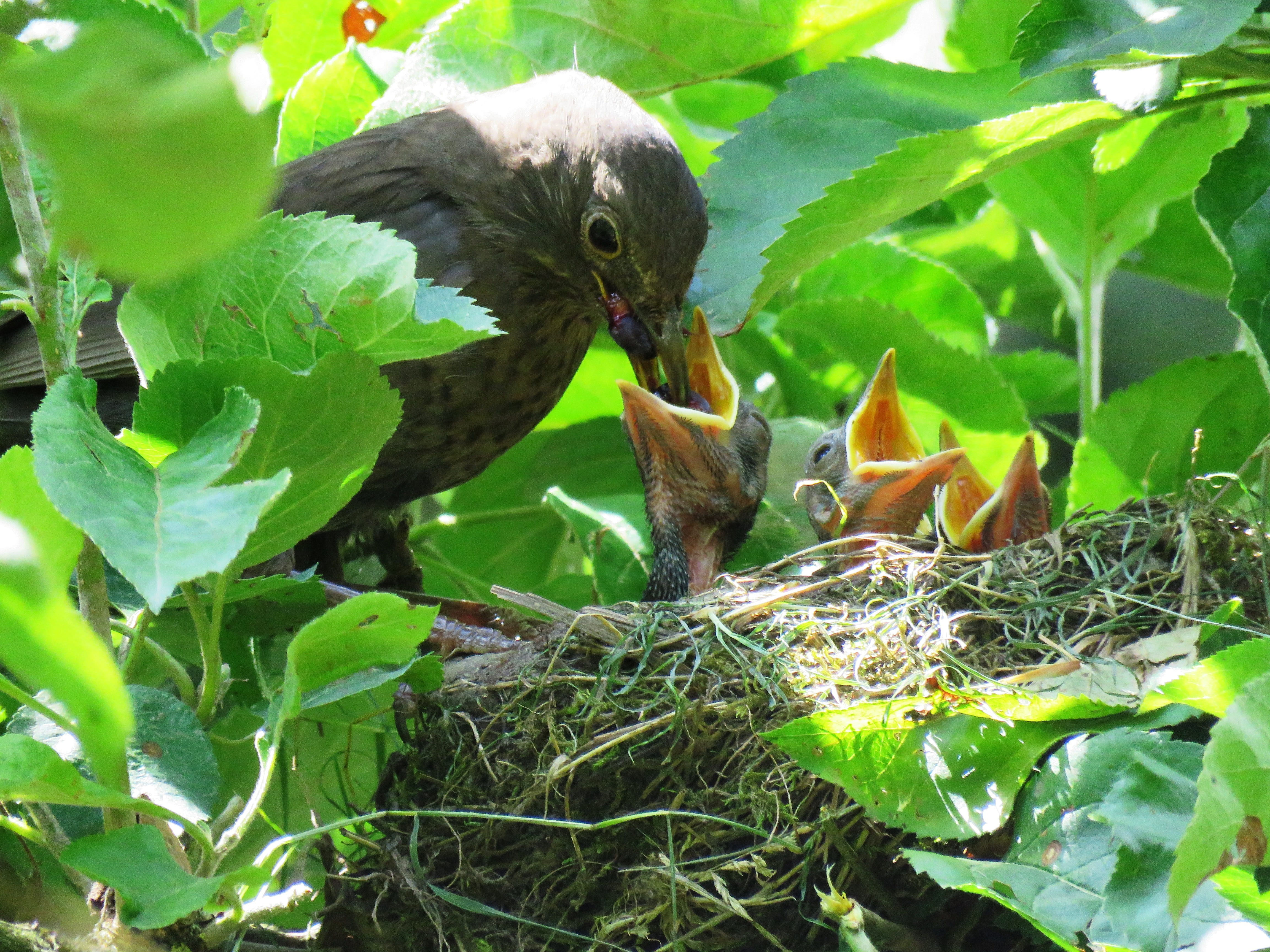 young birds, 4K, food, Hungry, chicks, nature, group of animals, animal wildlife, Blackbird, feeding, plant part, outdoors, day, two animals, animals in the wild, HD Wallpaper
